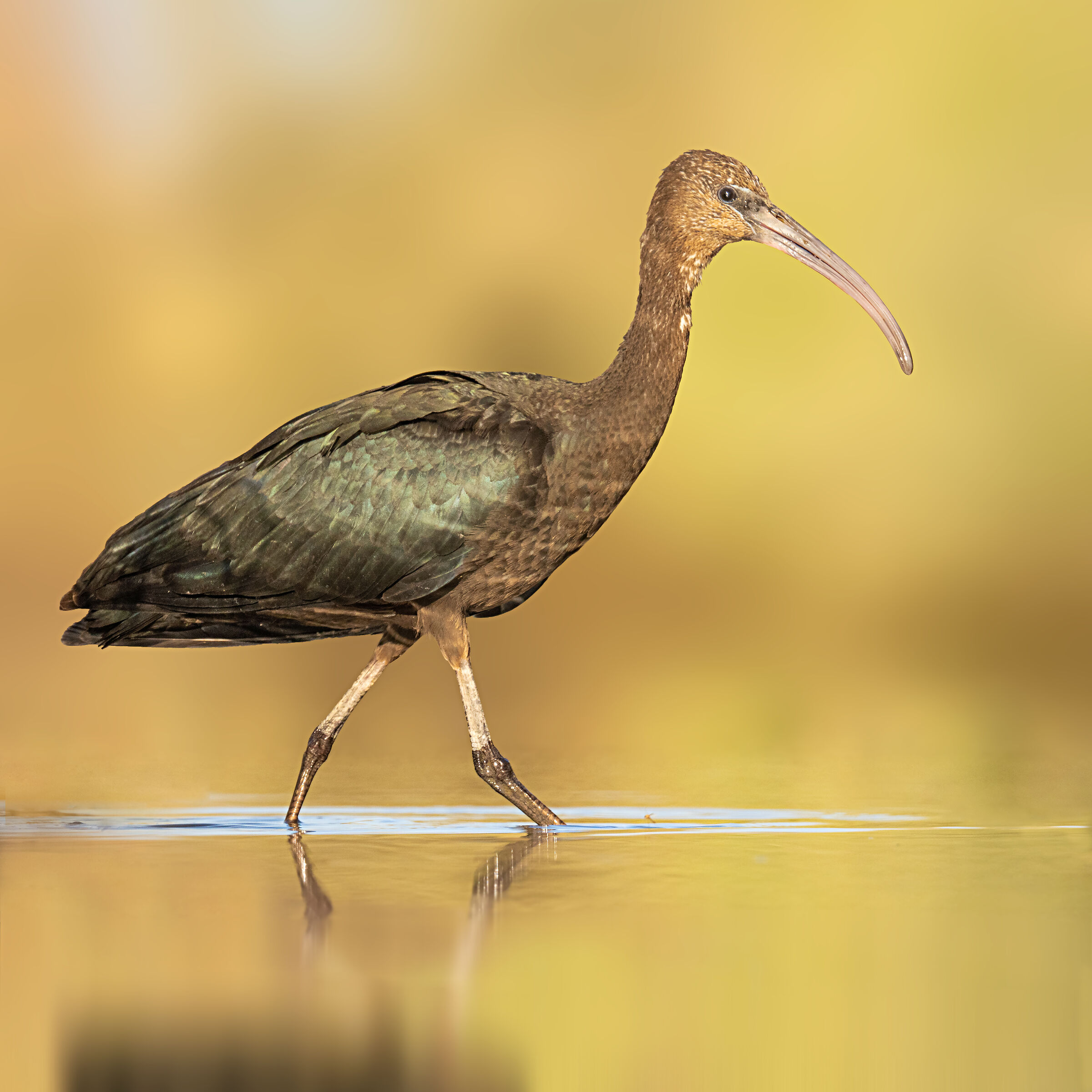 Plegadis falcinellus