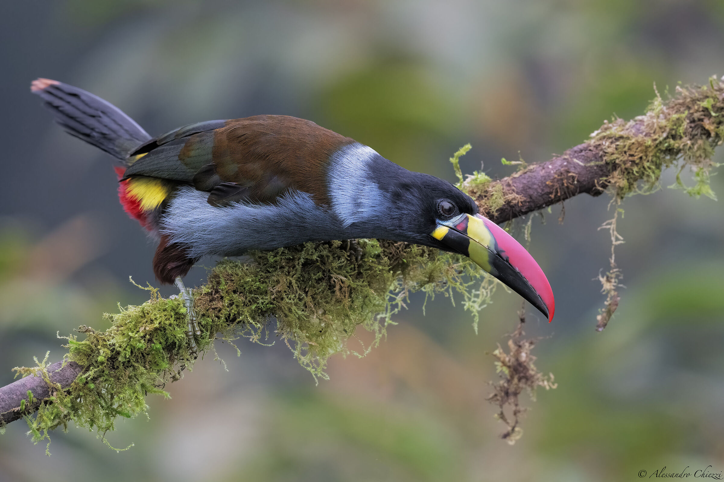 Grey-breasted mountain toucan