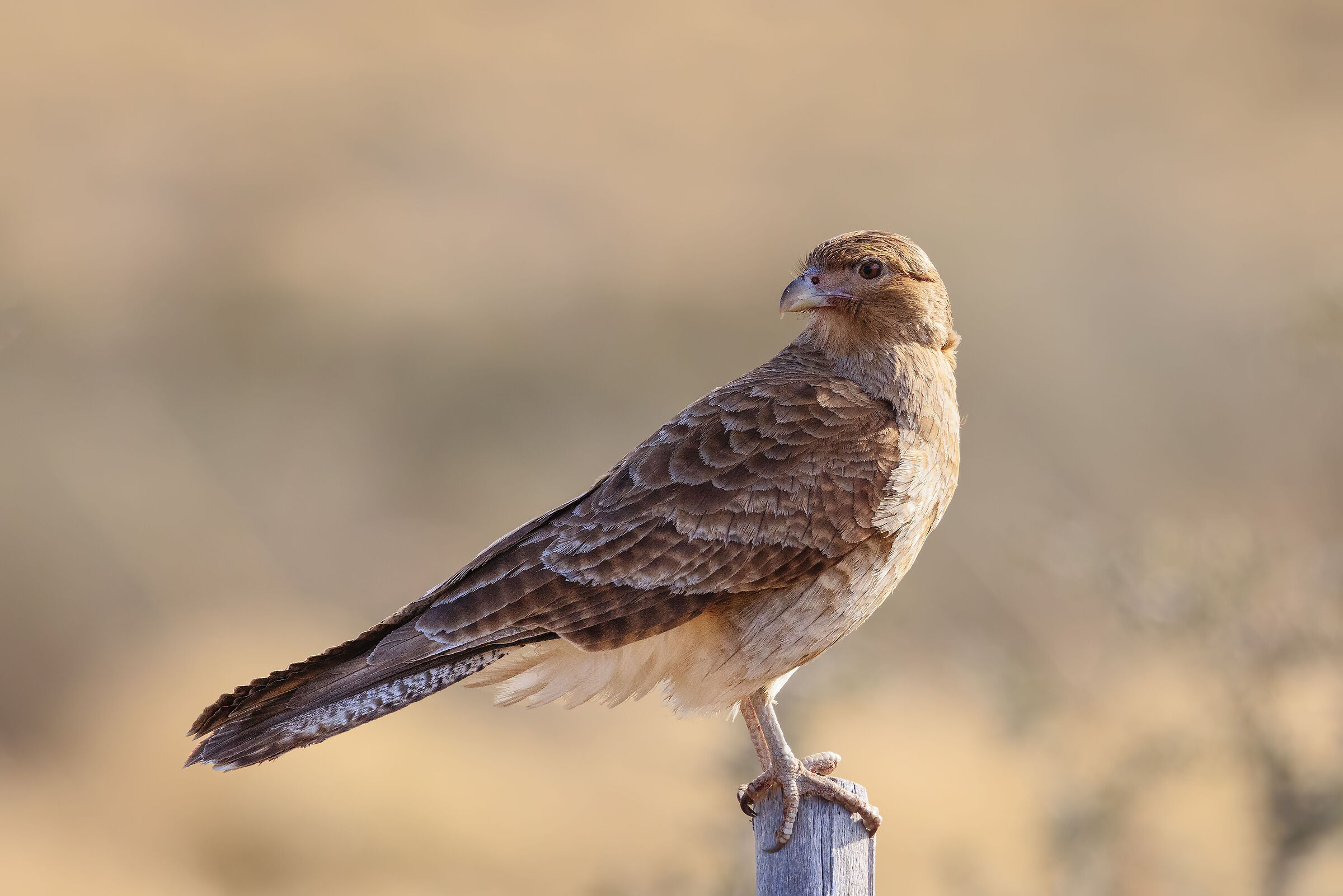 Milvago chimango n.2