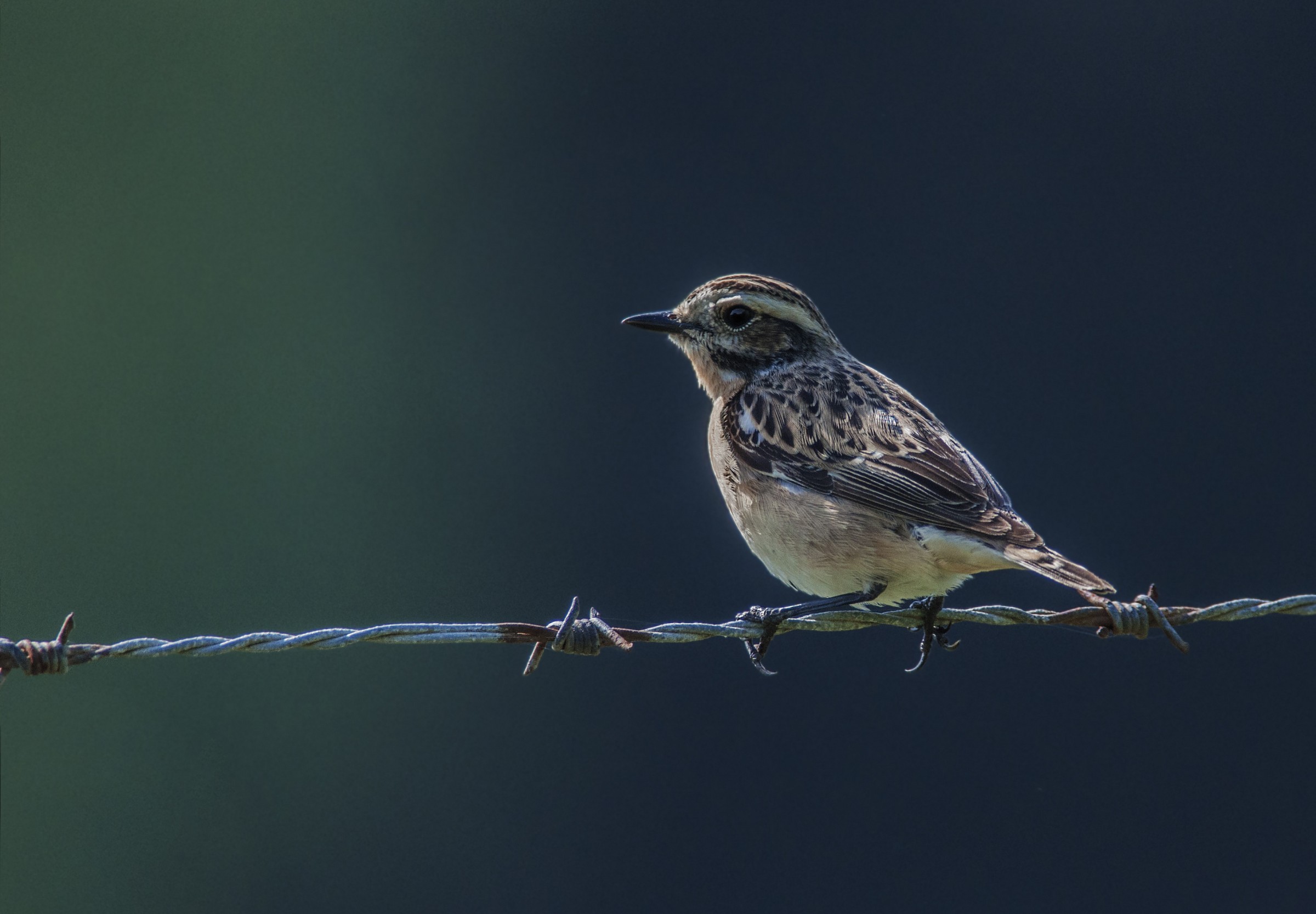 whinchat