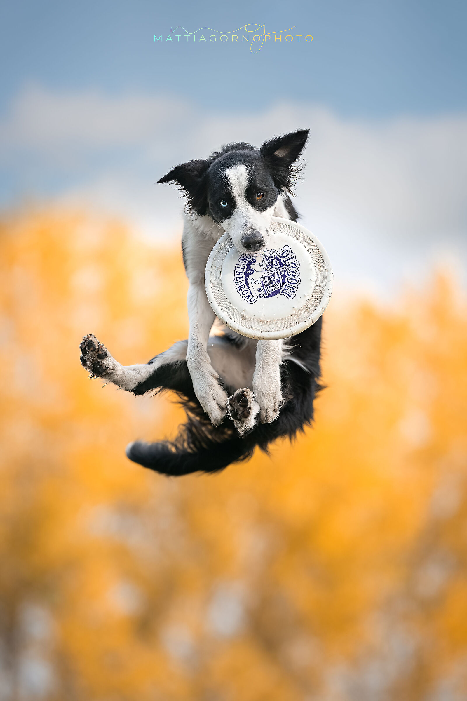 Disc Dog