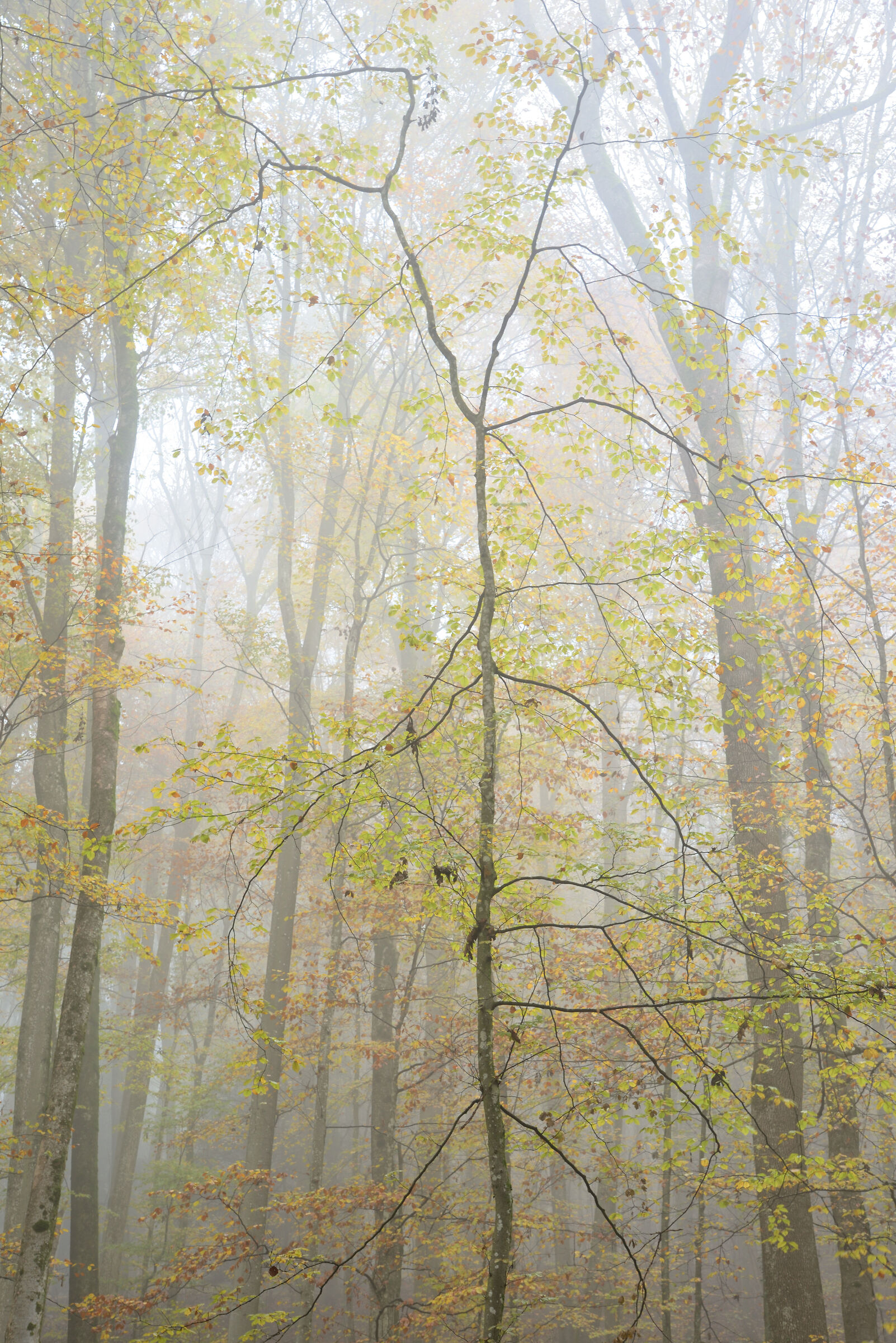 alberi