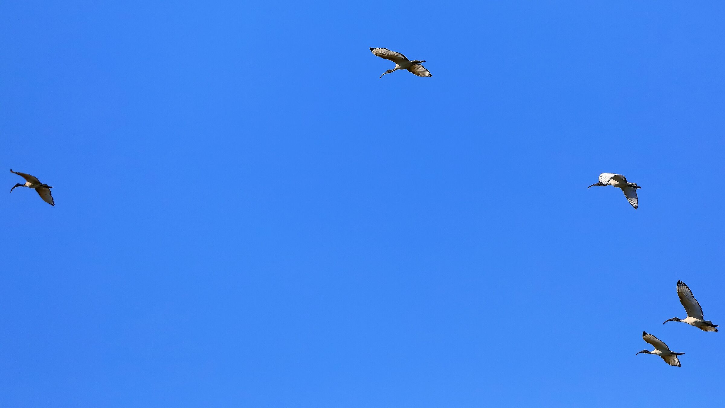 ibis sacro 12-09-2022