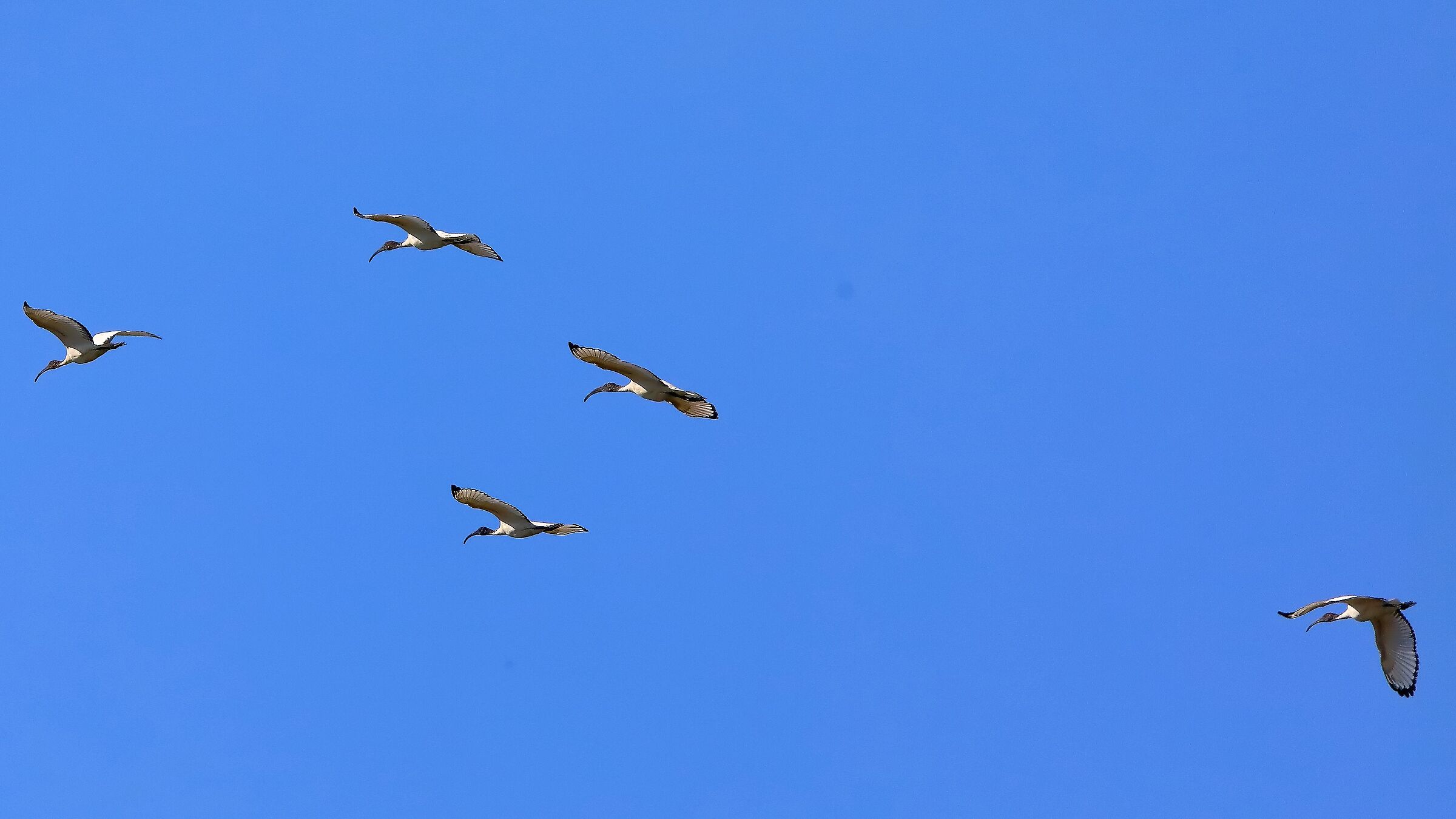 ibis sacro 12-09-2022