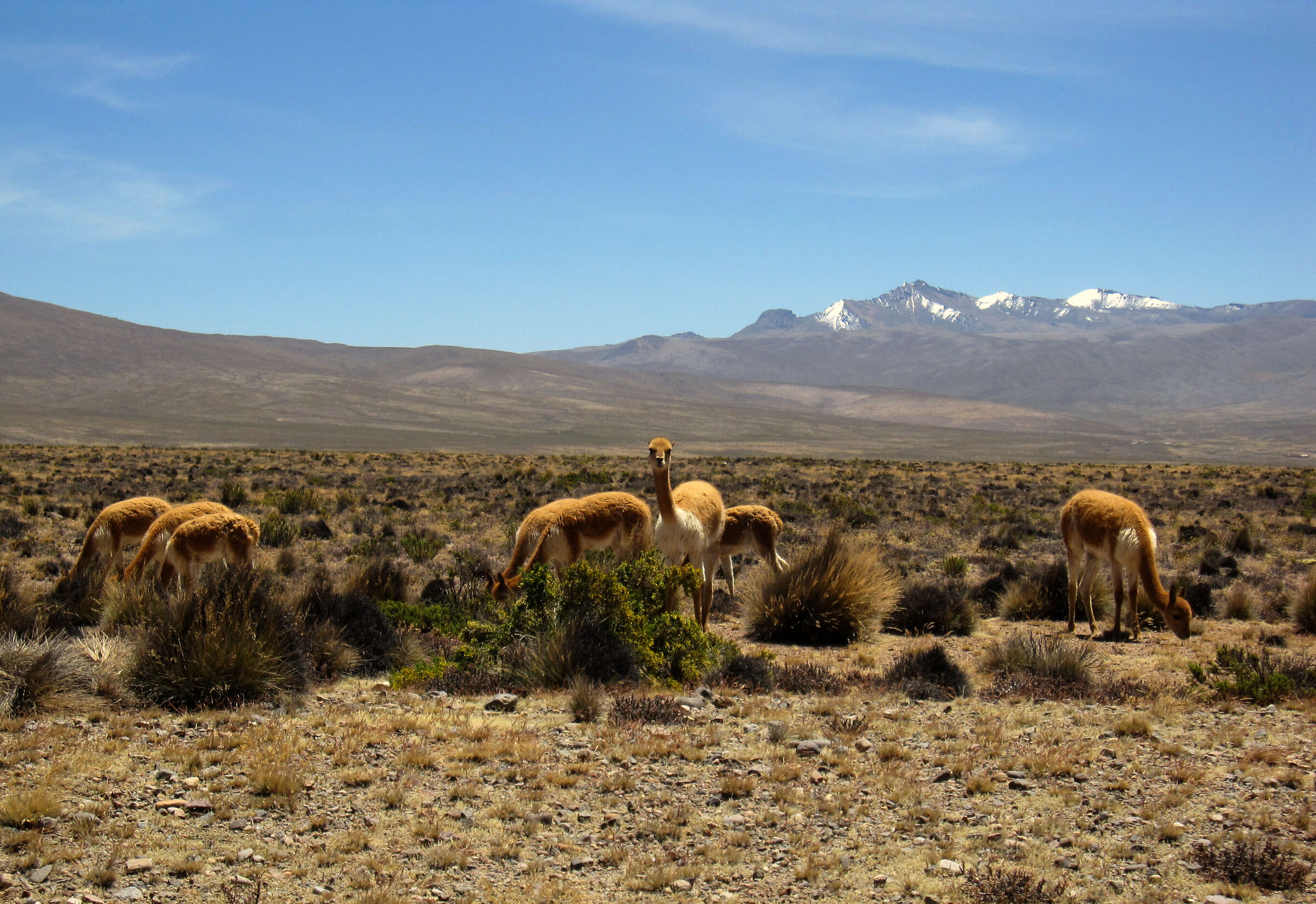Vicuñas