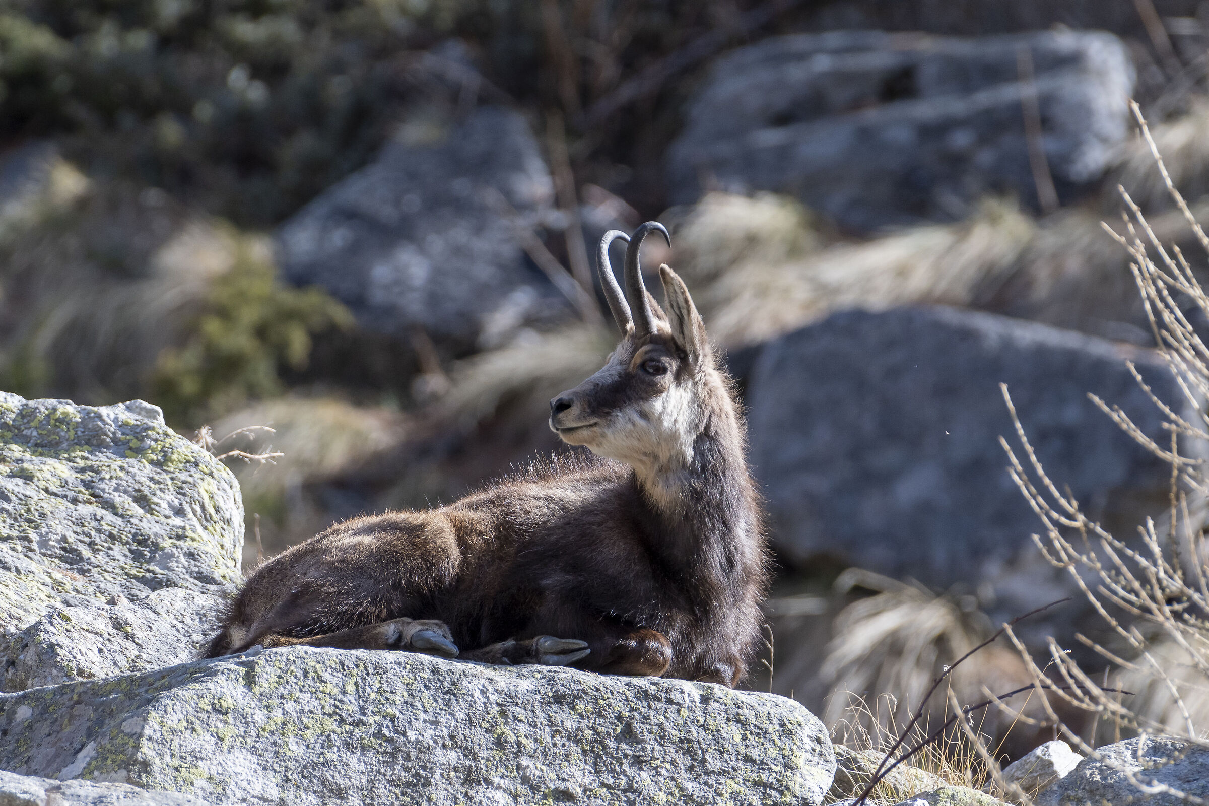 ... from the Gran Paradiso Park, it's all...