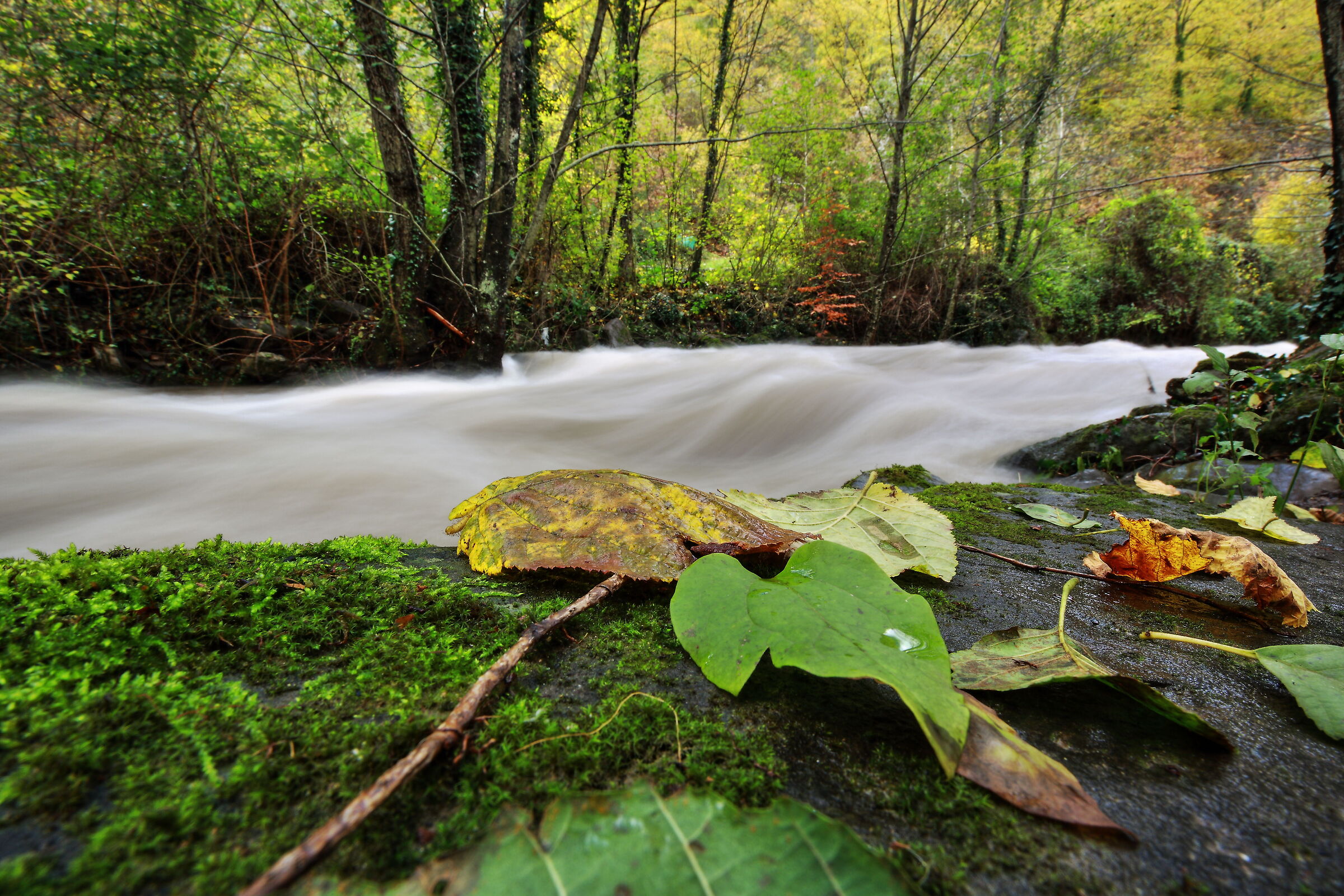 Veloce scorrere d'autunno