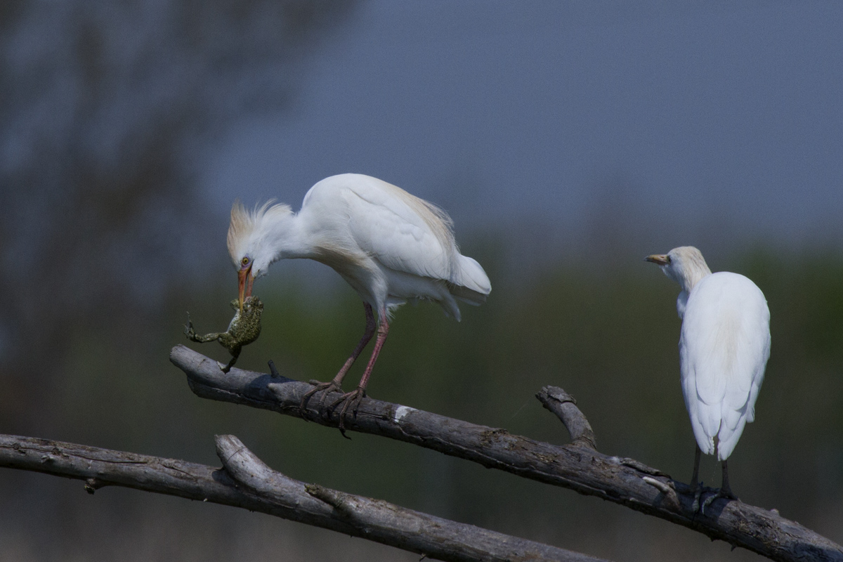 Caccia grossa del Guardabuoi