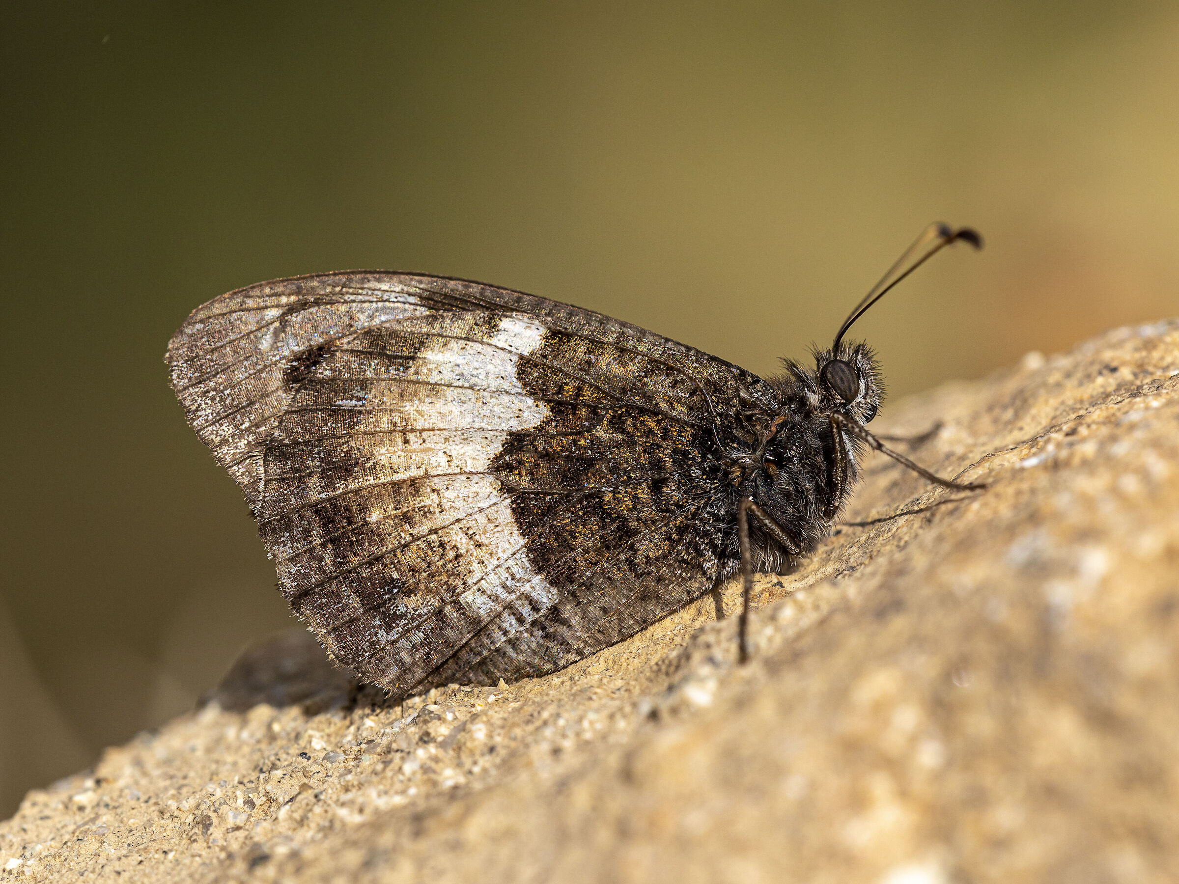 Hipparchia neomiris