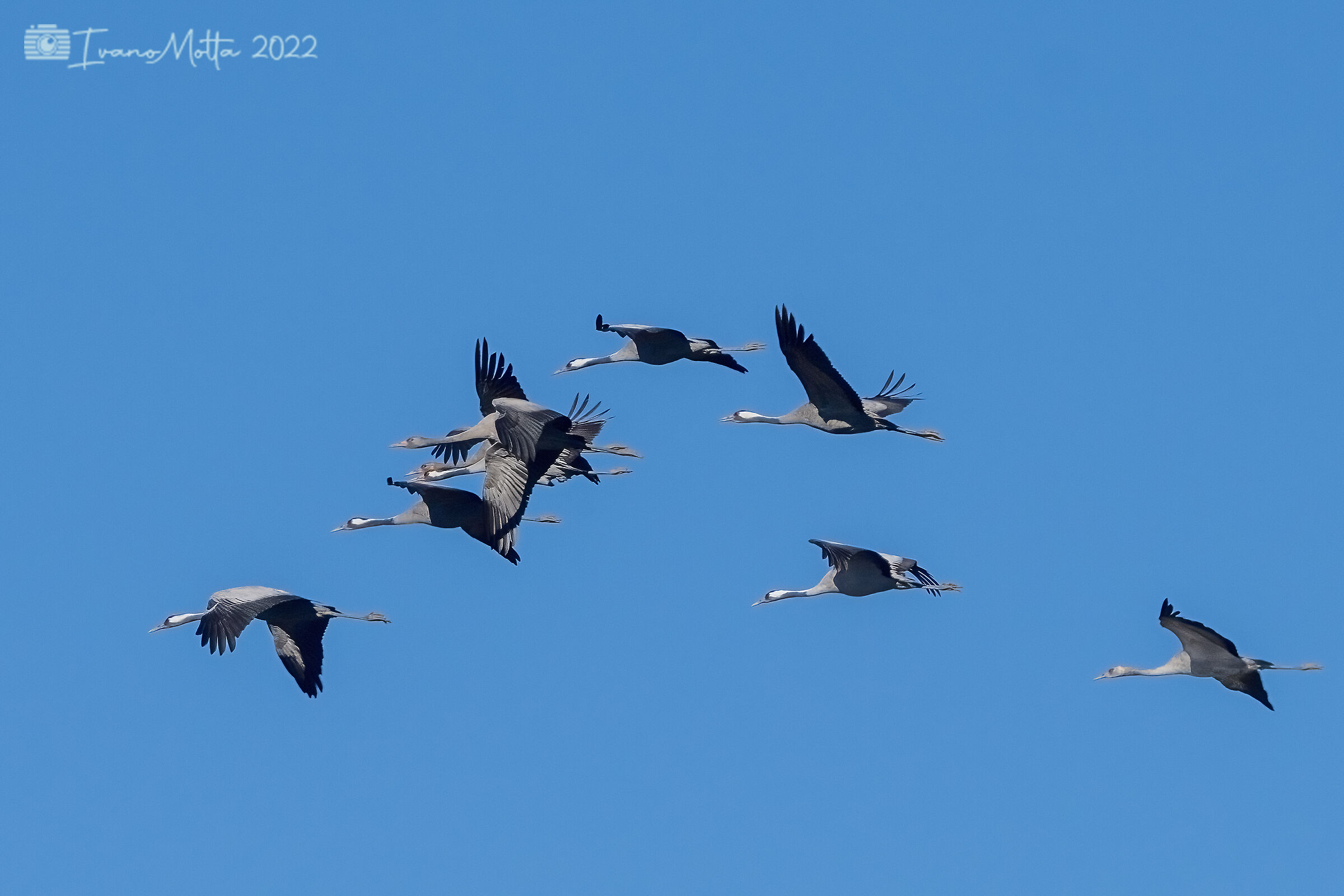 Crane