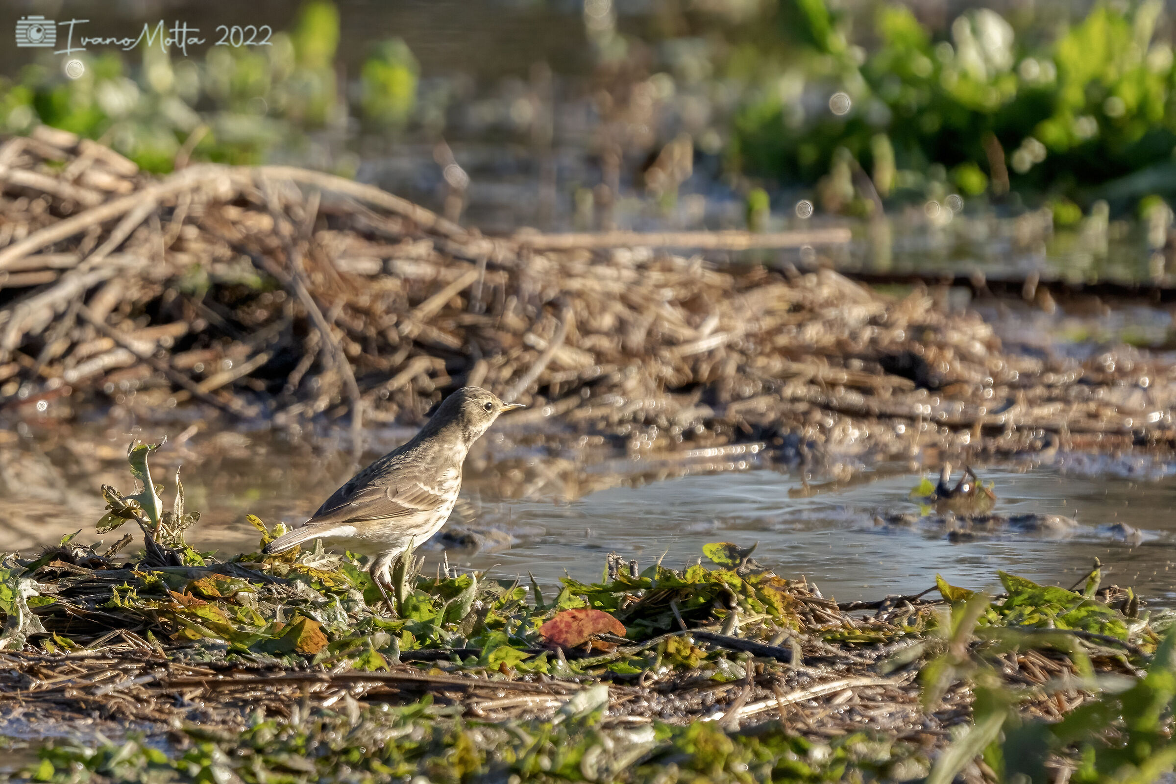 Meadow pipit