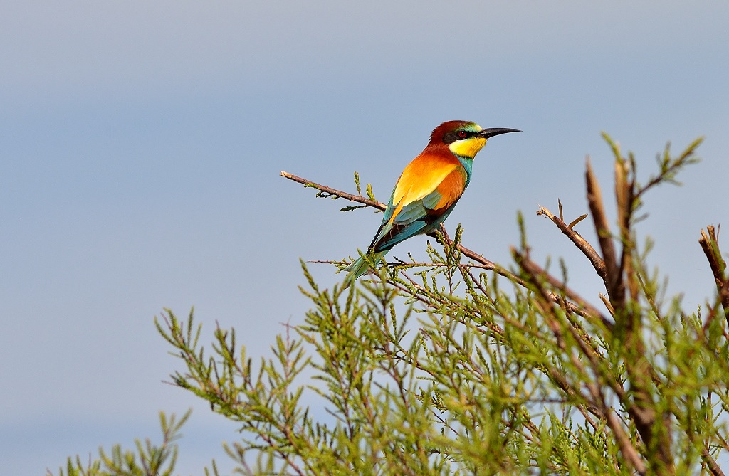 bee-eater