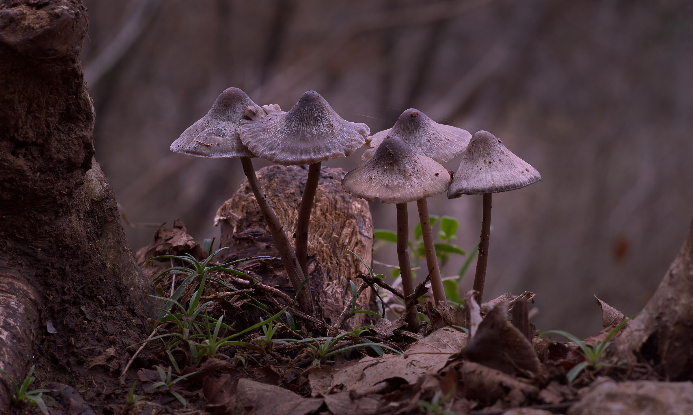 Forest mushrooms
