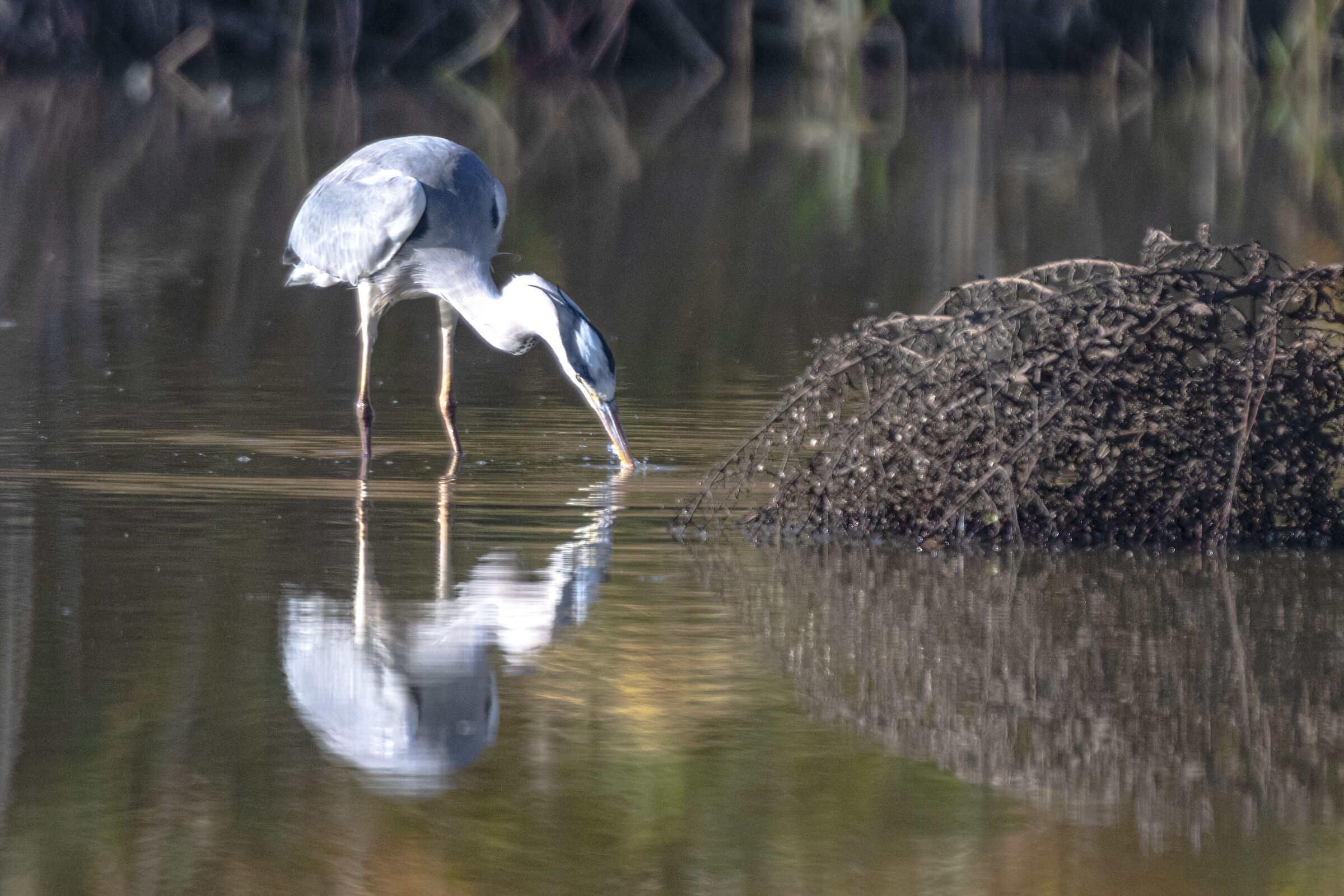 The Cenerino in caccia