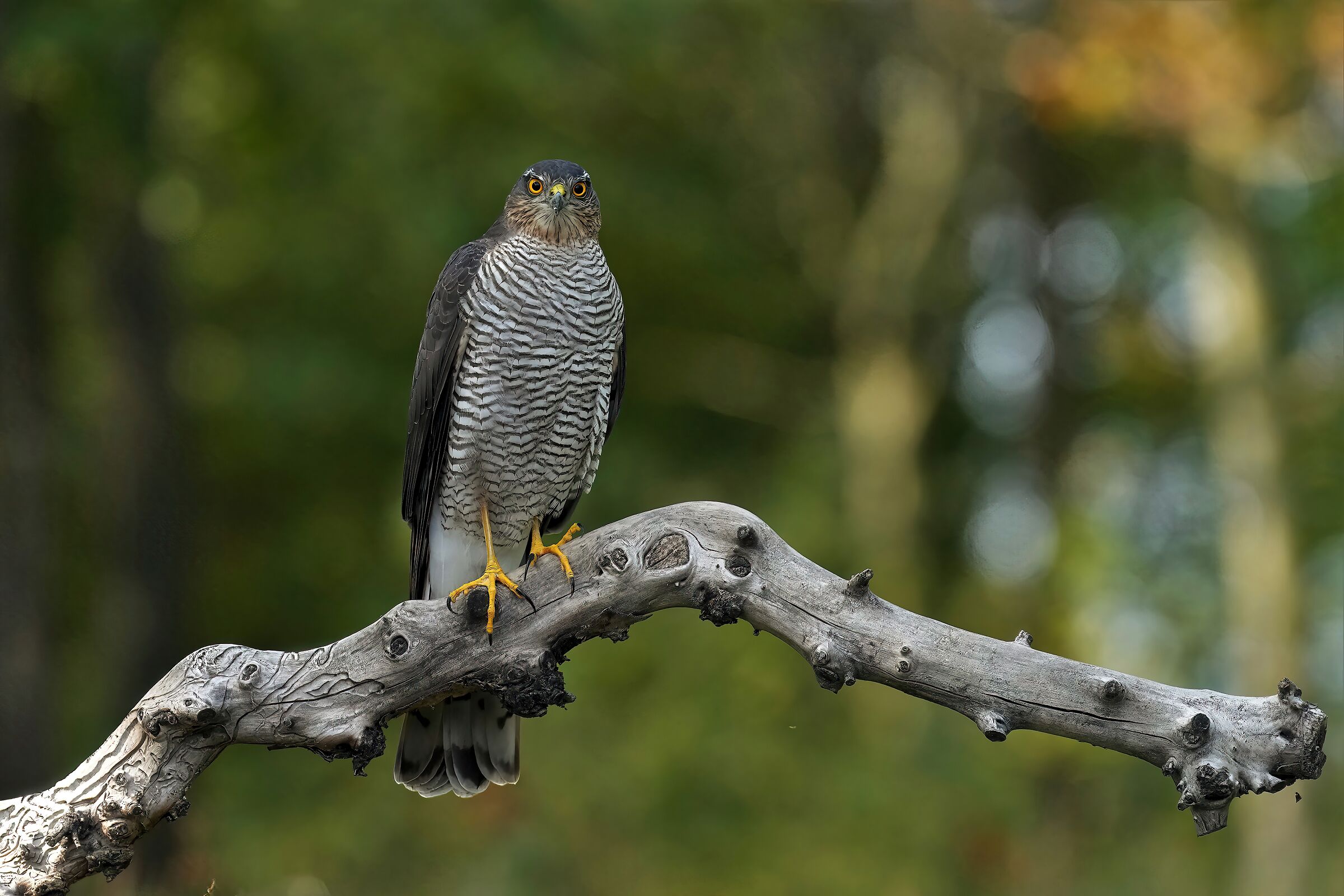 Sparrowhawk