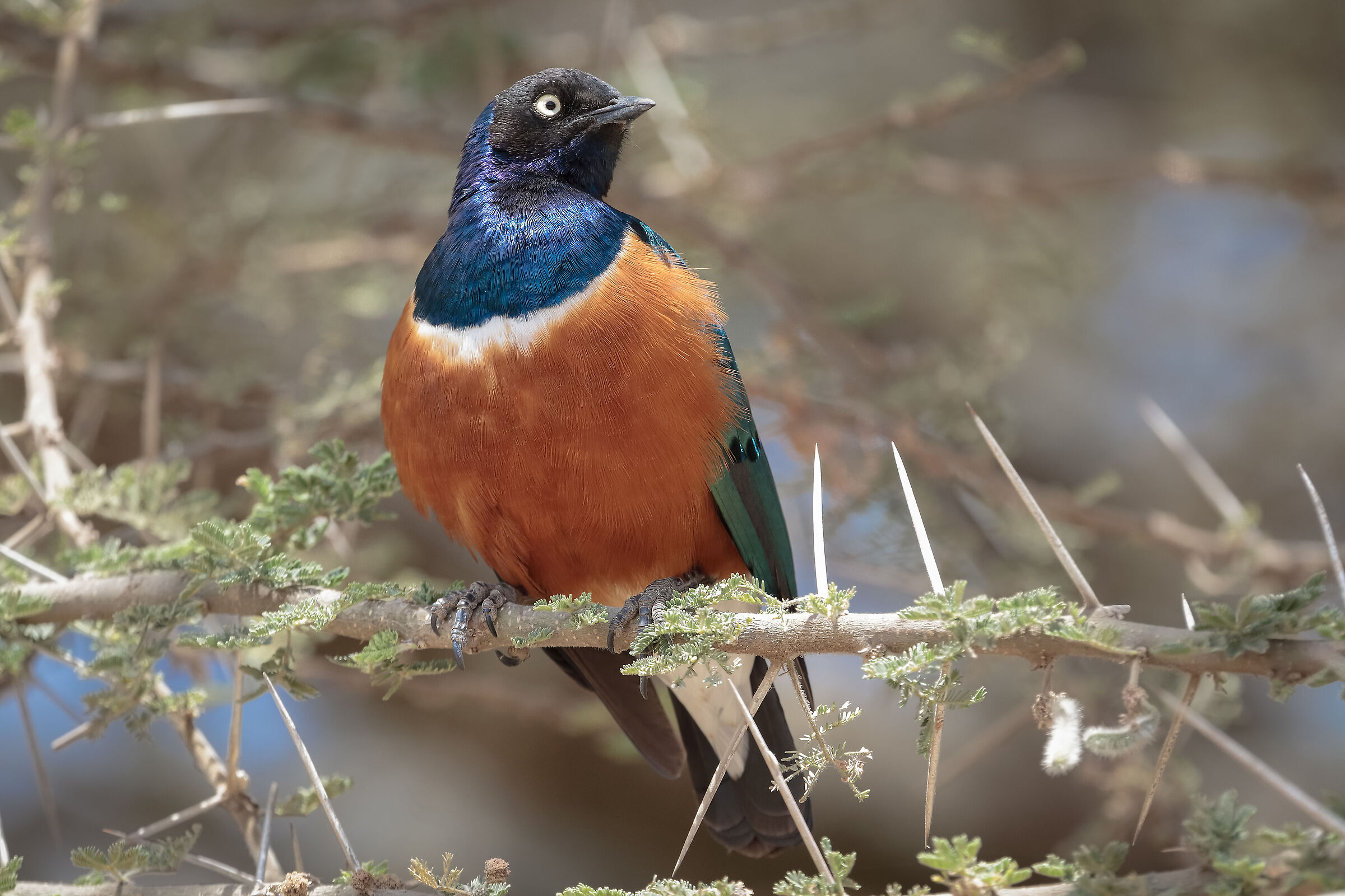 Serengeti NP