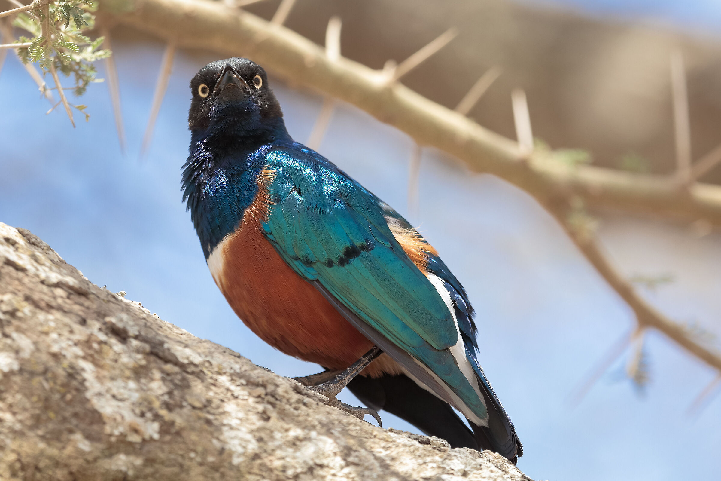 Serengeti NP