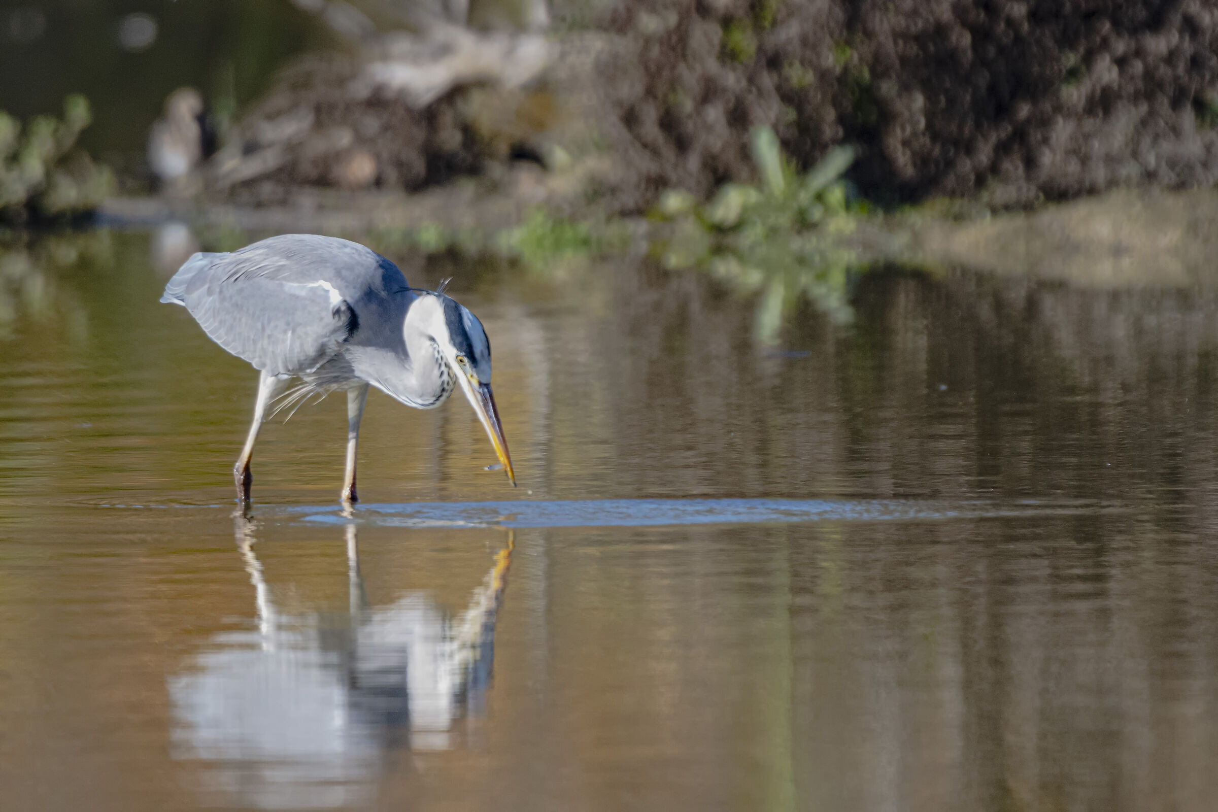 The Cenerino in caccia