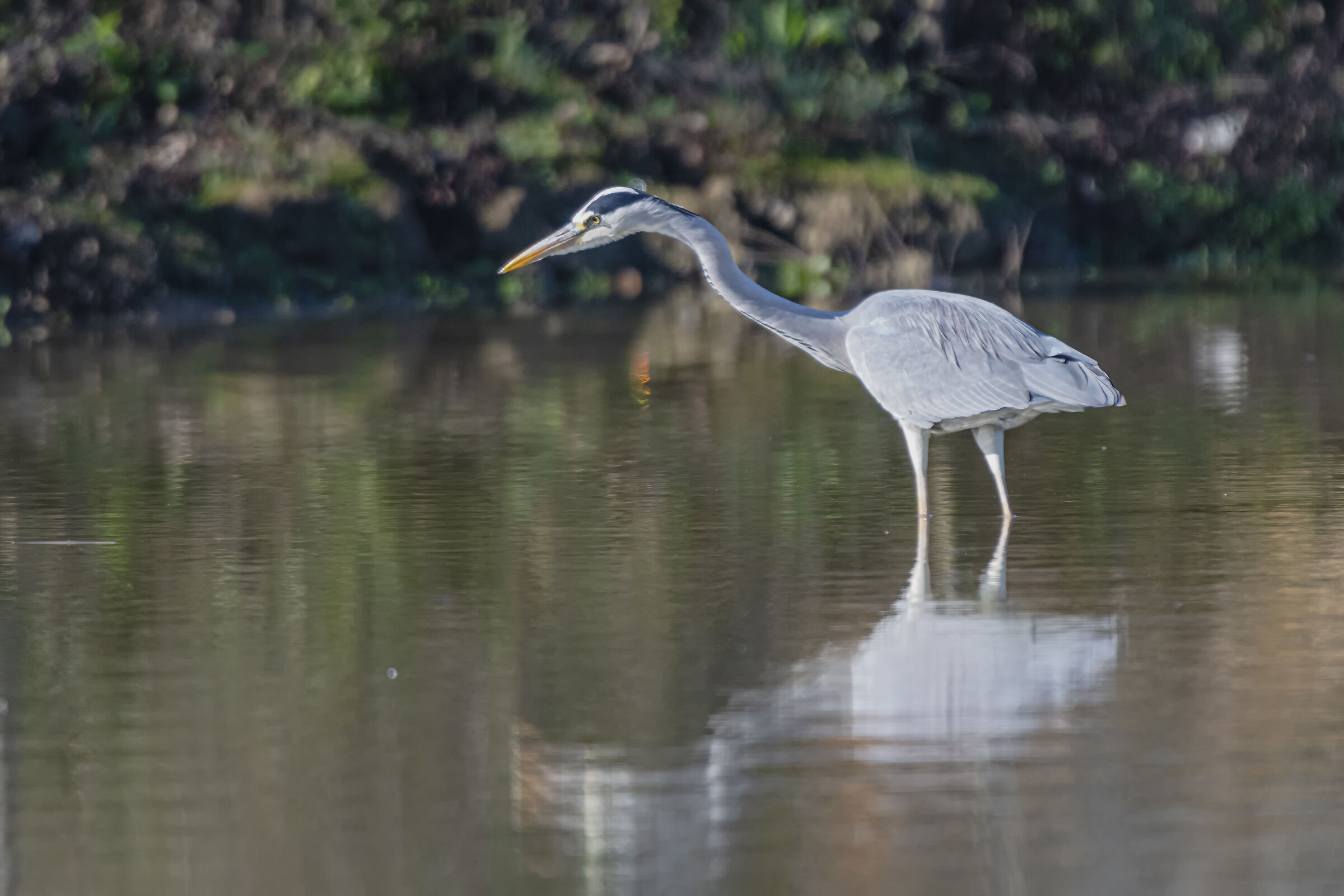 The Grey Heron