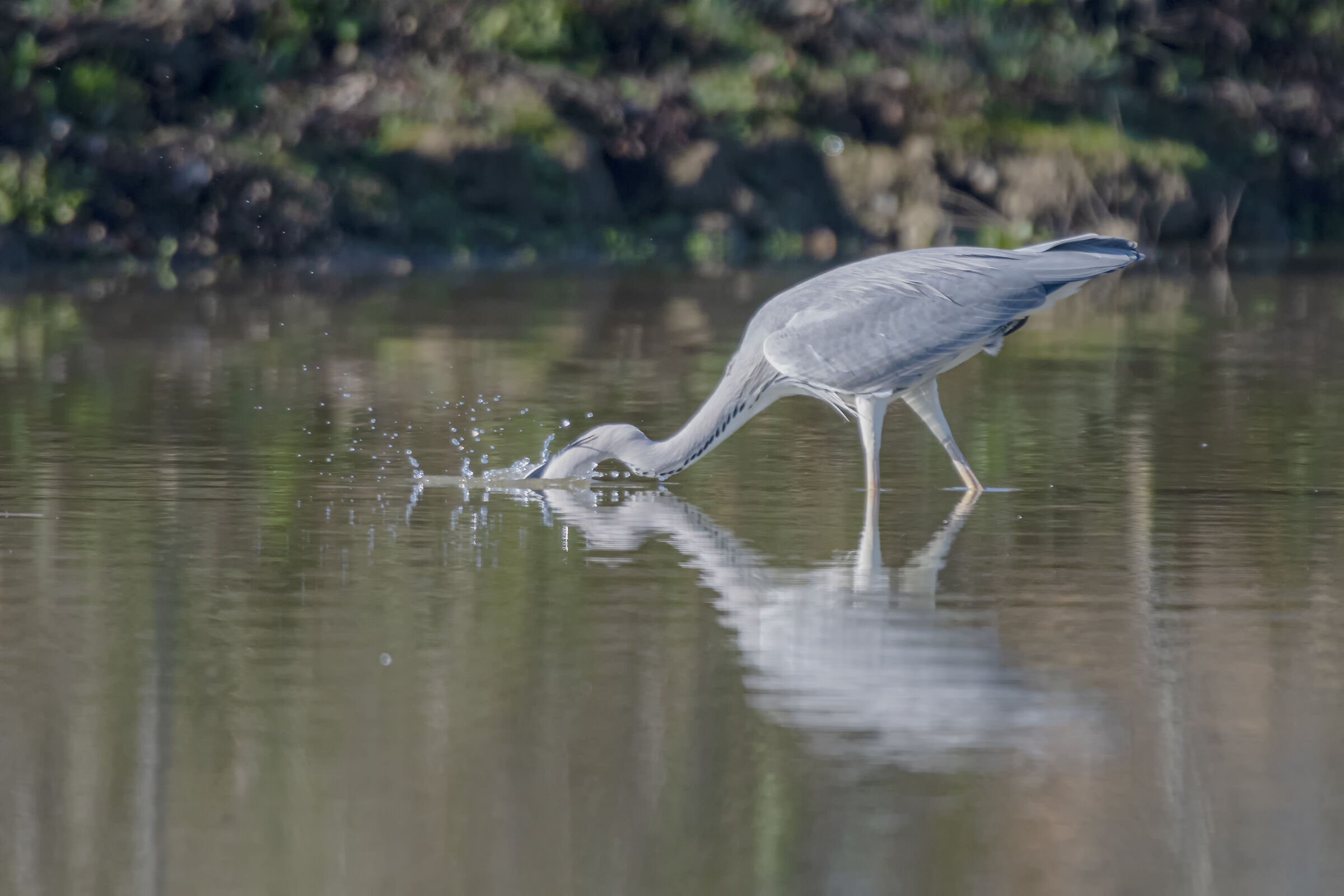 The attack of the Cenerino