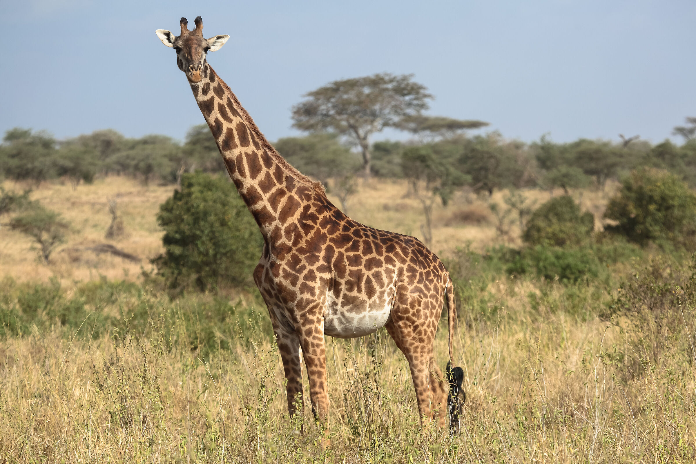 Serengeti NP