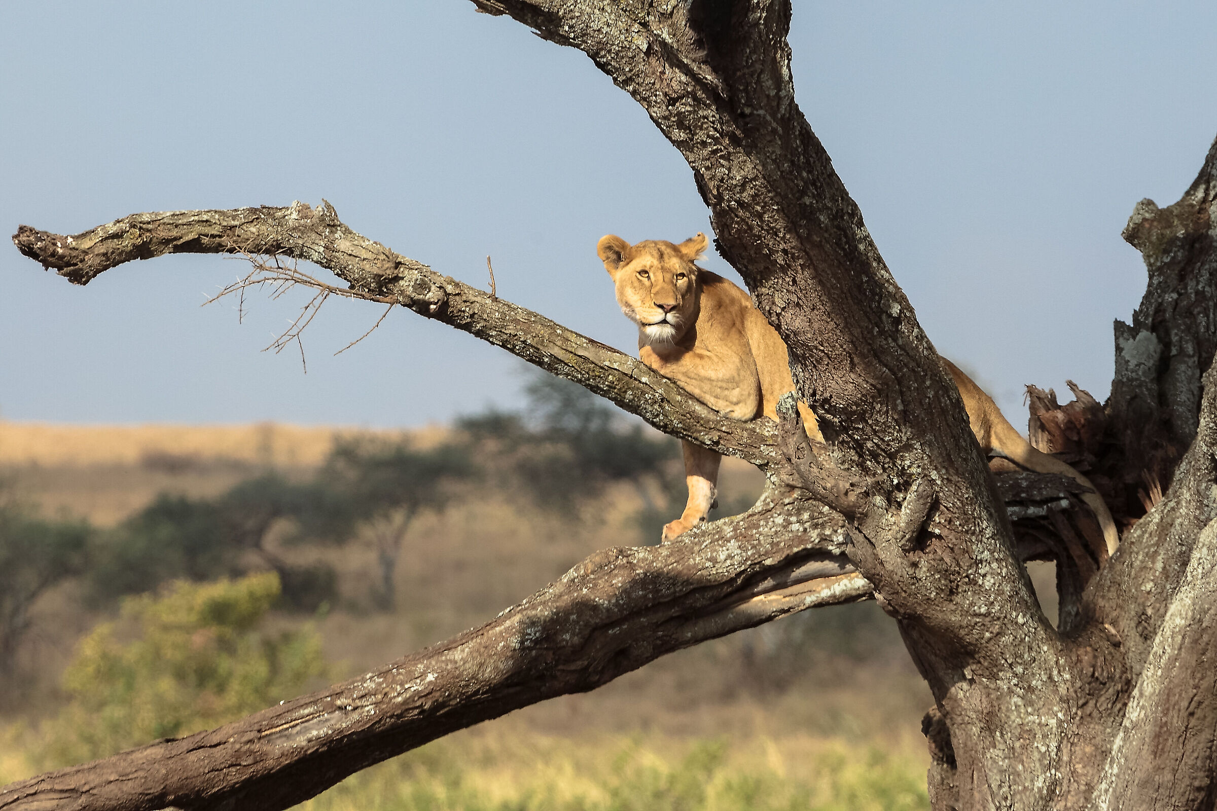 Serengeti NP