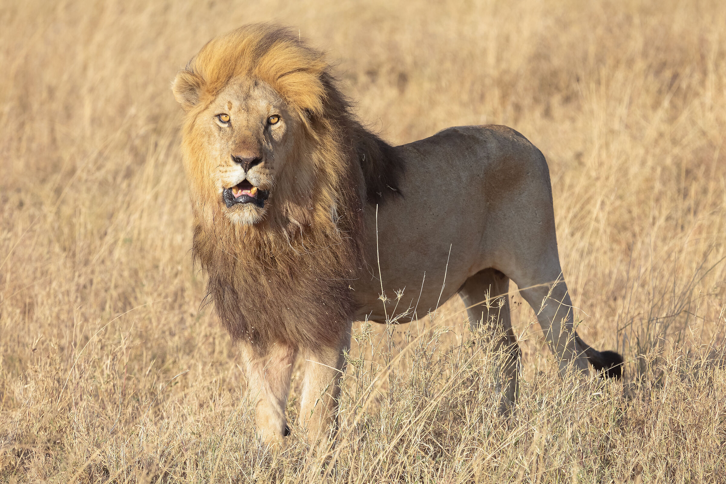 Serengeti NP