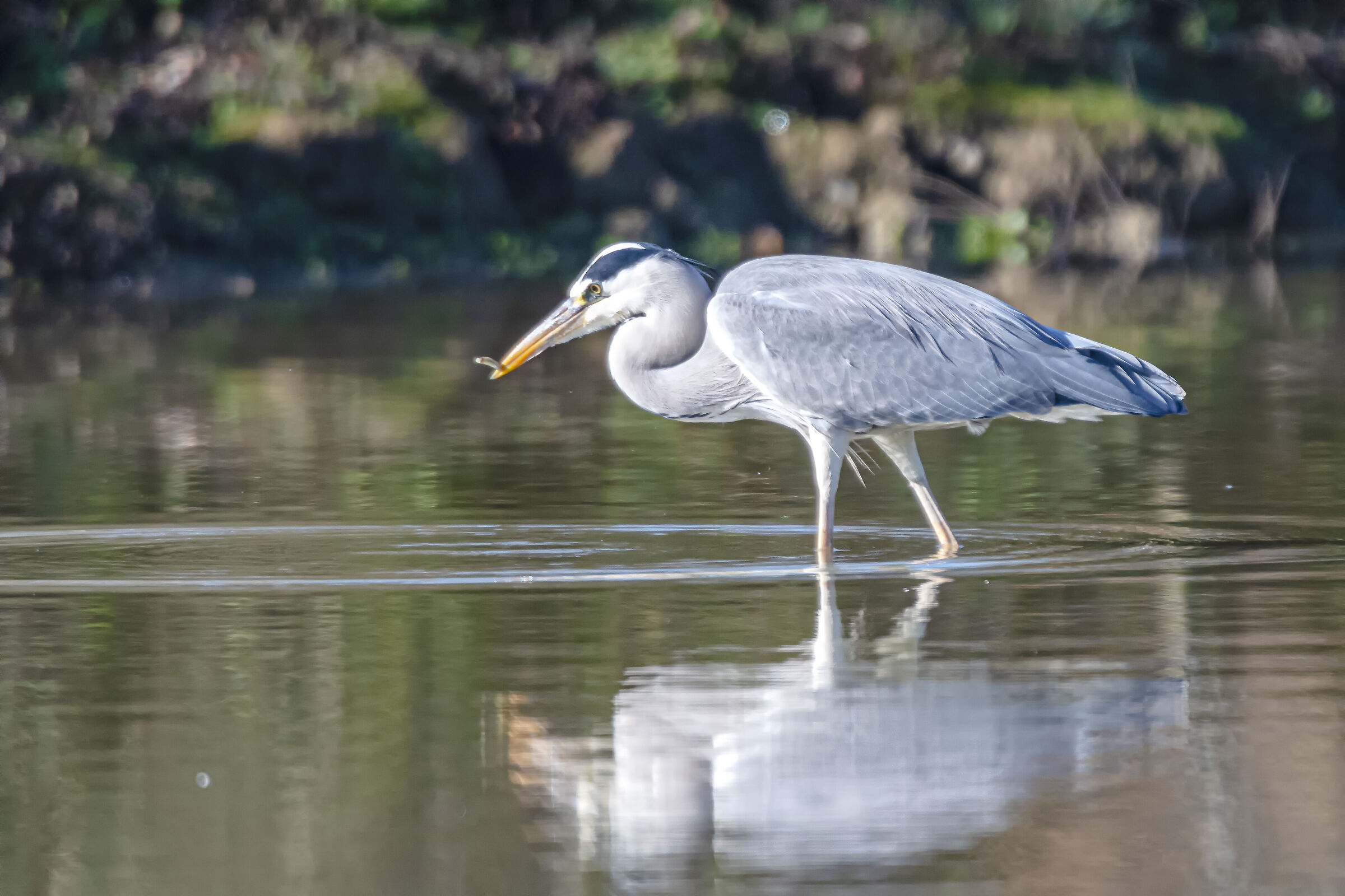 Grey heron with prey