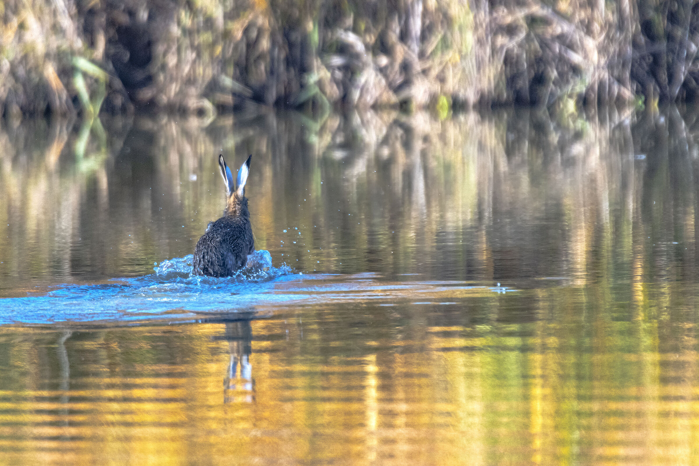 Hare in water