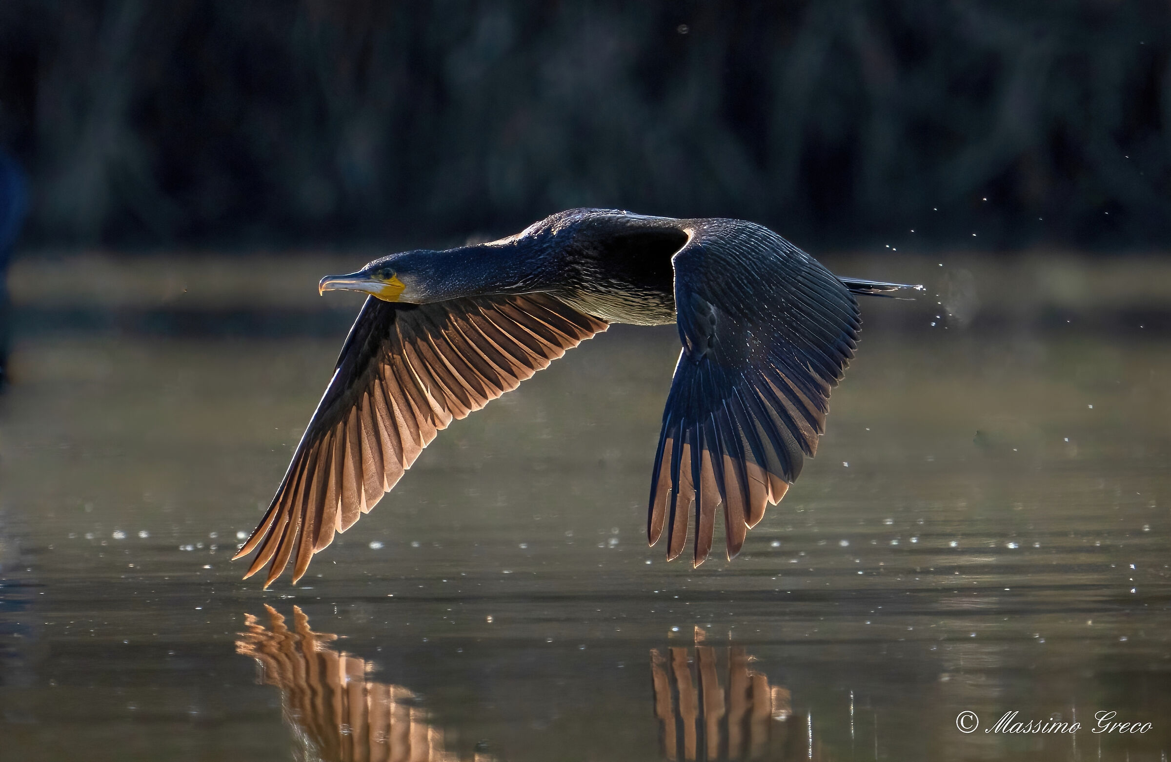 Cormorano (Phalacrocorax carbo)
