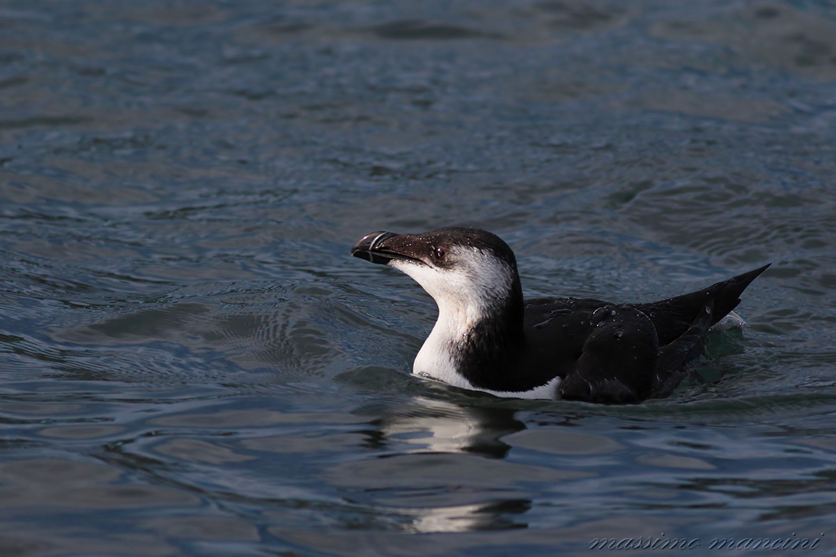 razorbill
