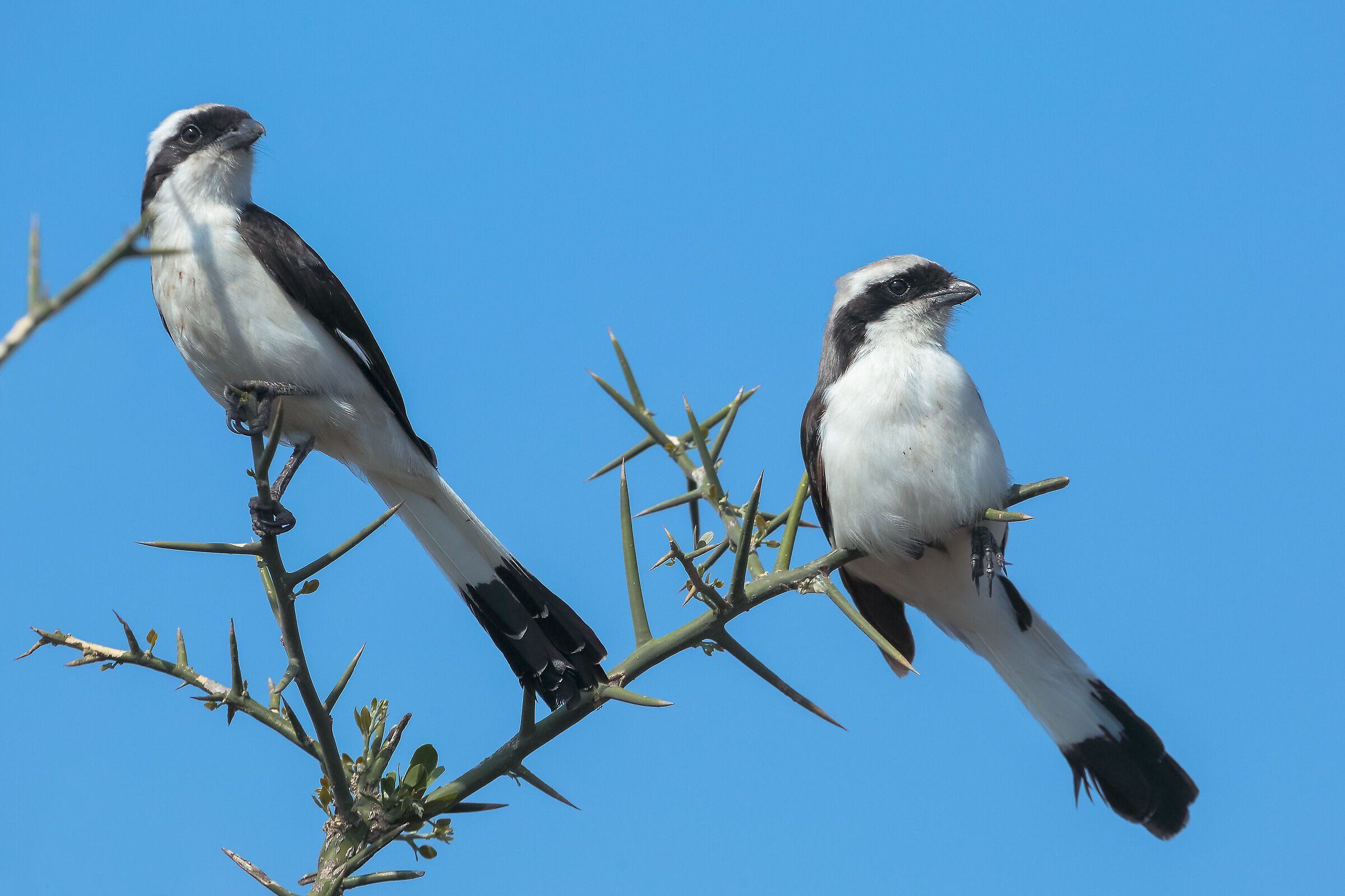 Serengeti NP