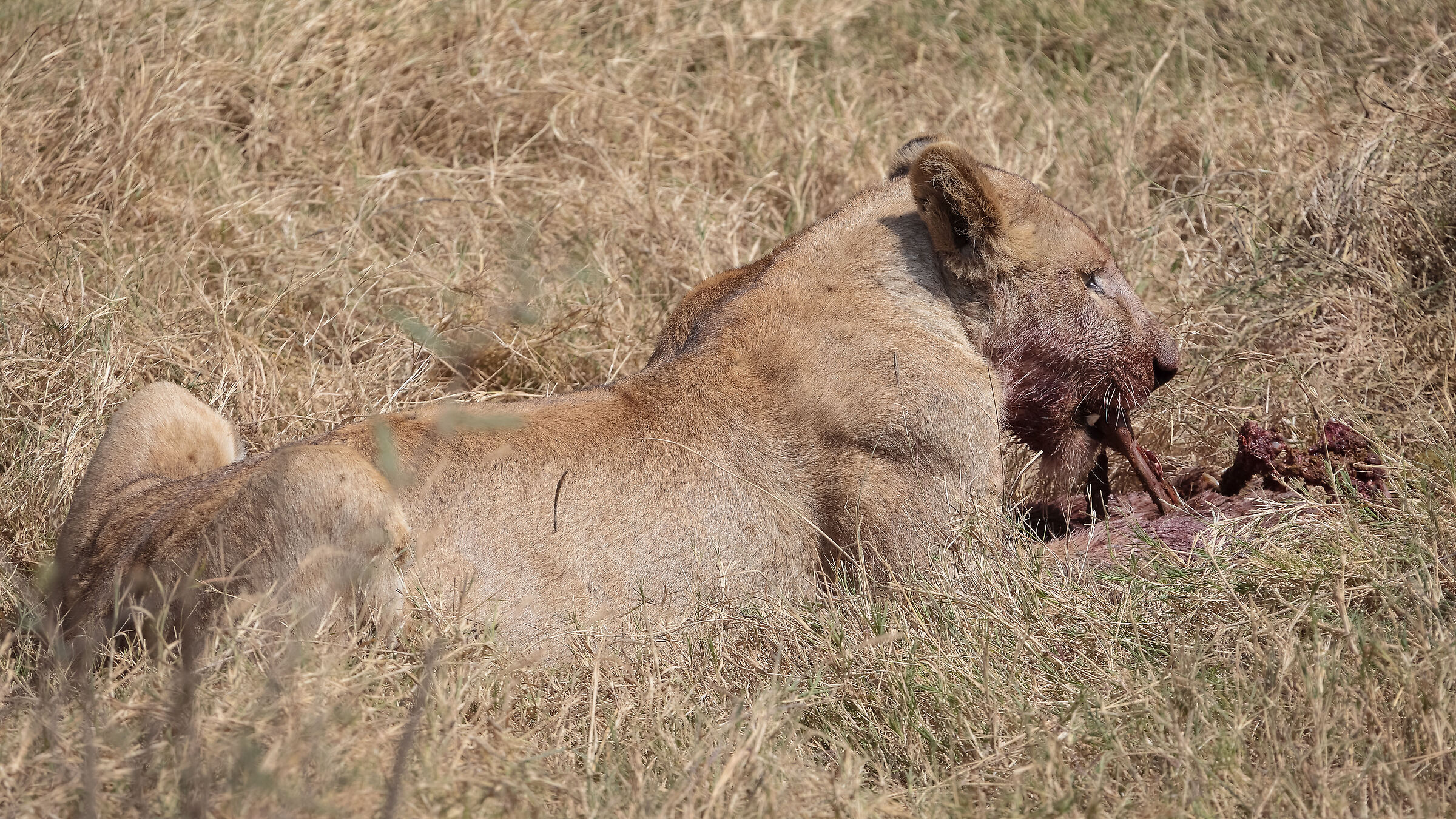Serengeti NP
