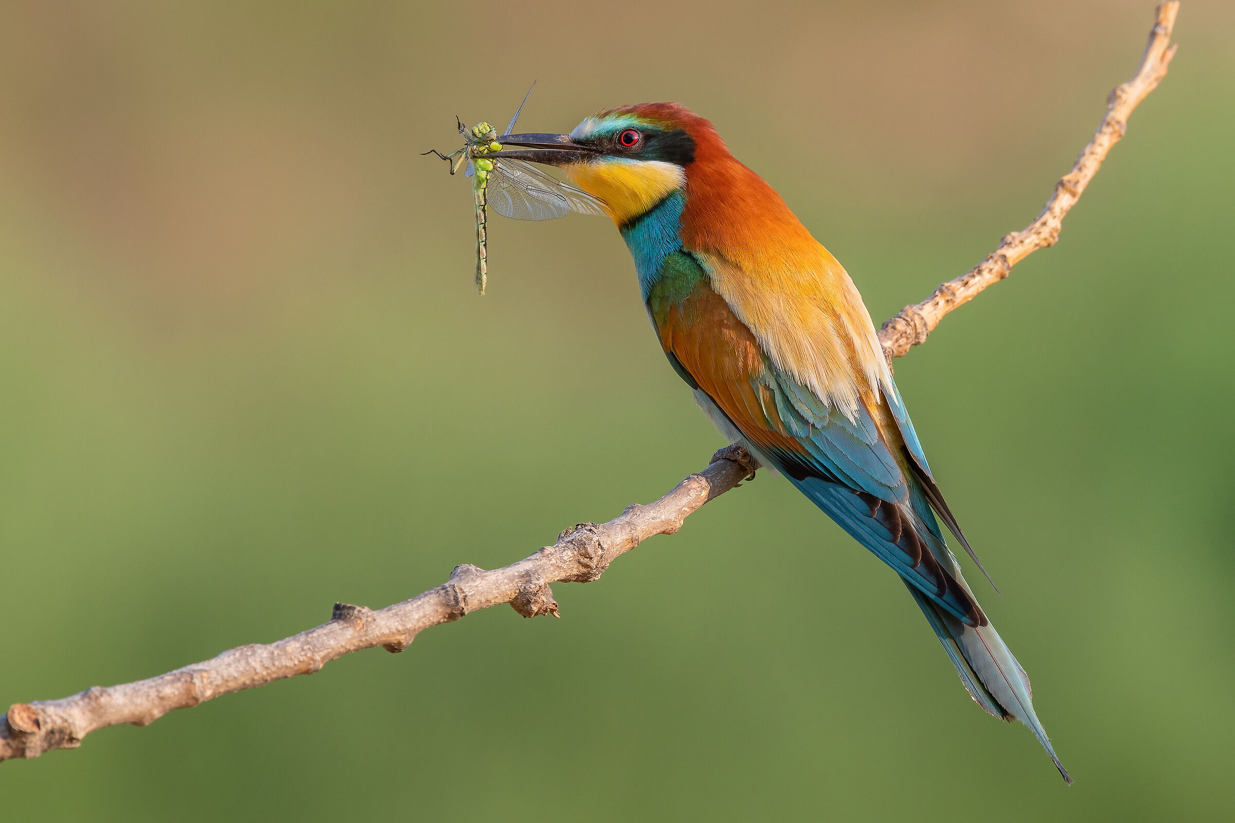 Merops apiaster