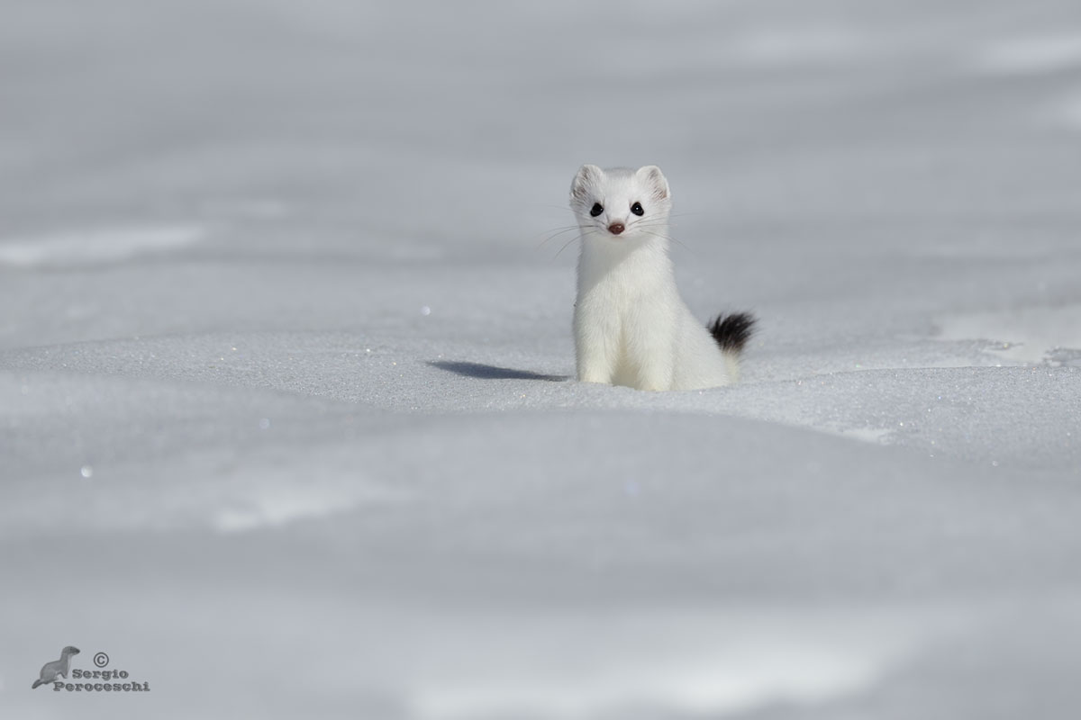 Il piccolo simpaticone