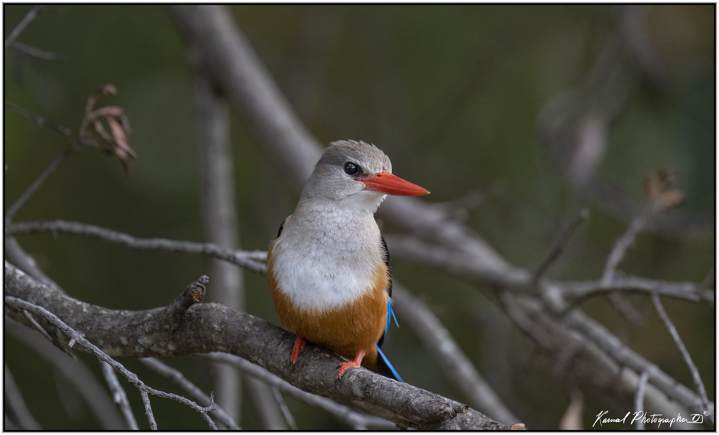 Kingfisher Grey Head