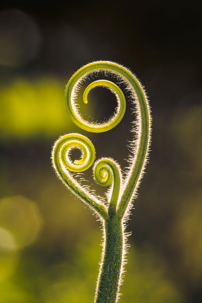 Spirals