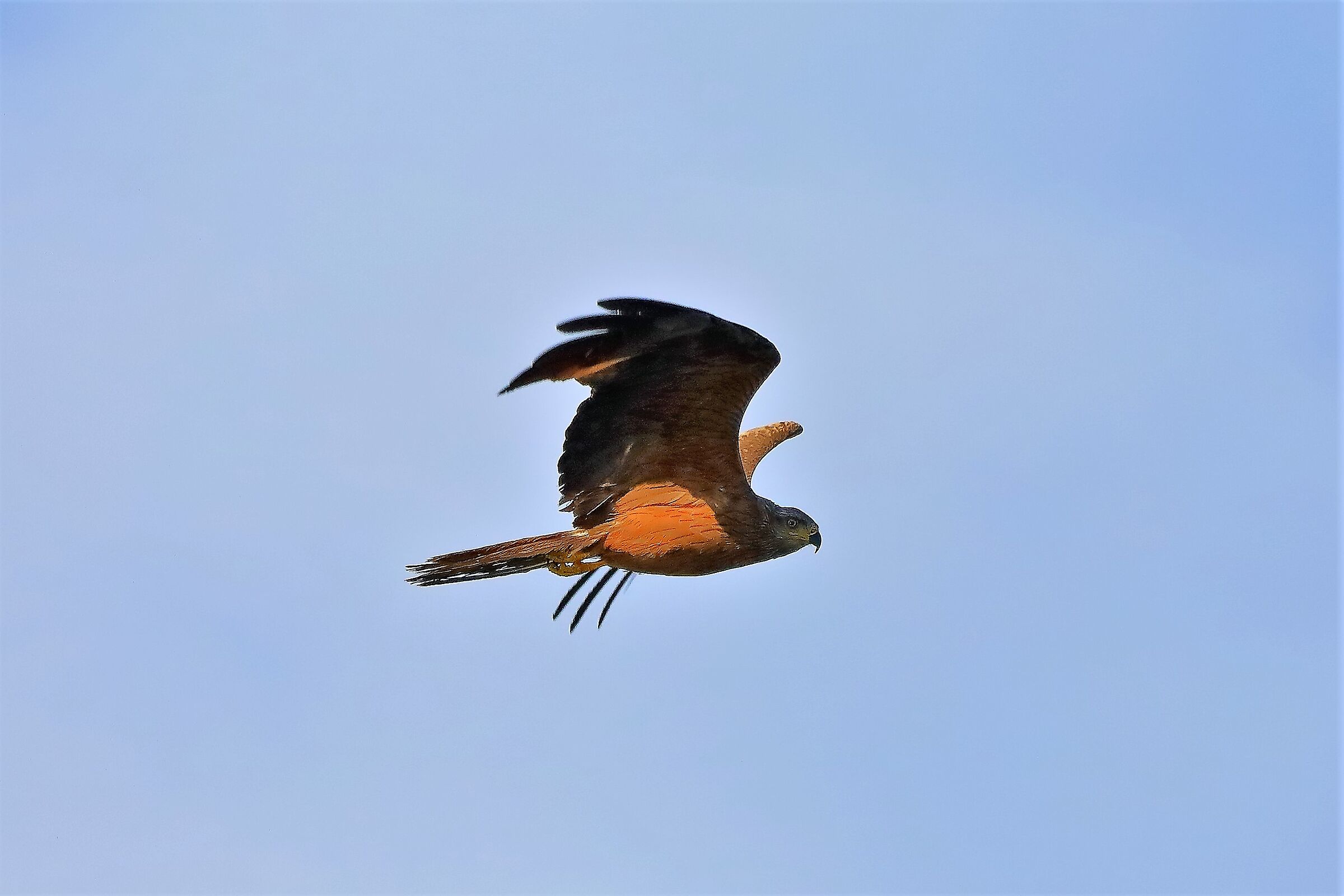 Nibbio bruno 08-08-2022