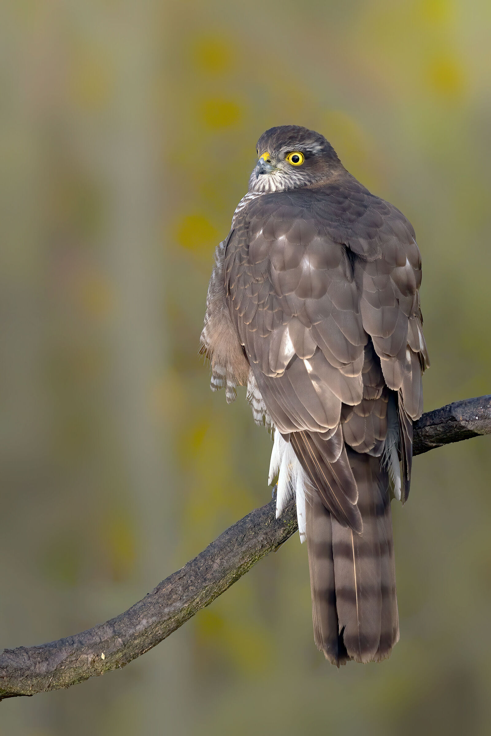 Sparviere (Accipiter Nisus)
