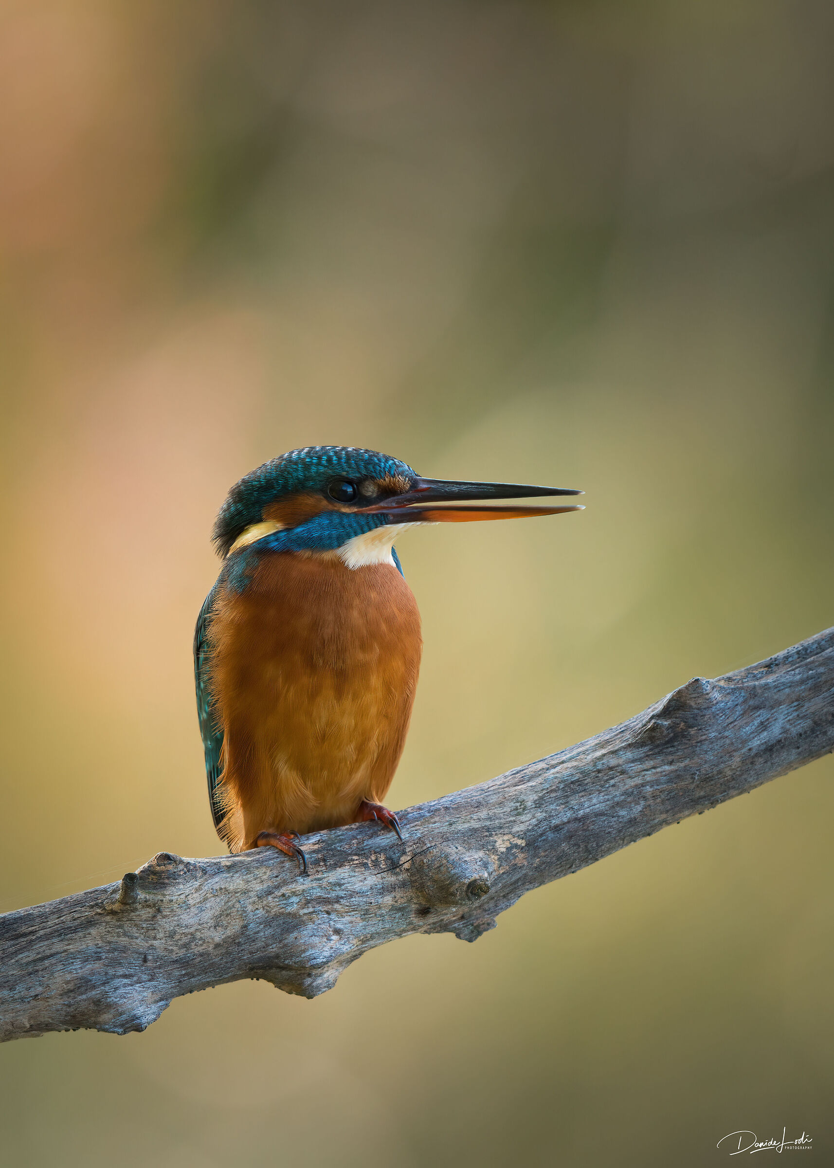 Kingfisher