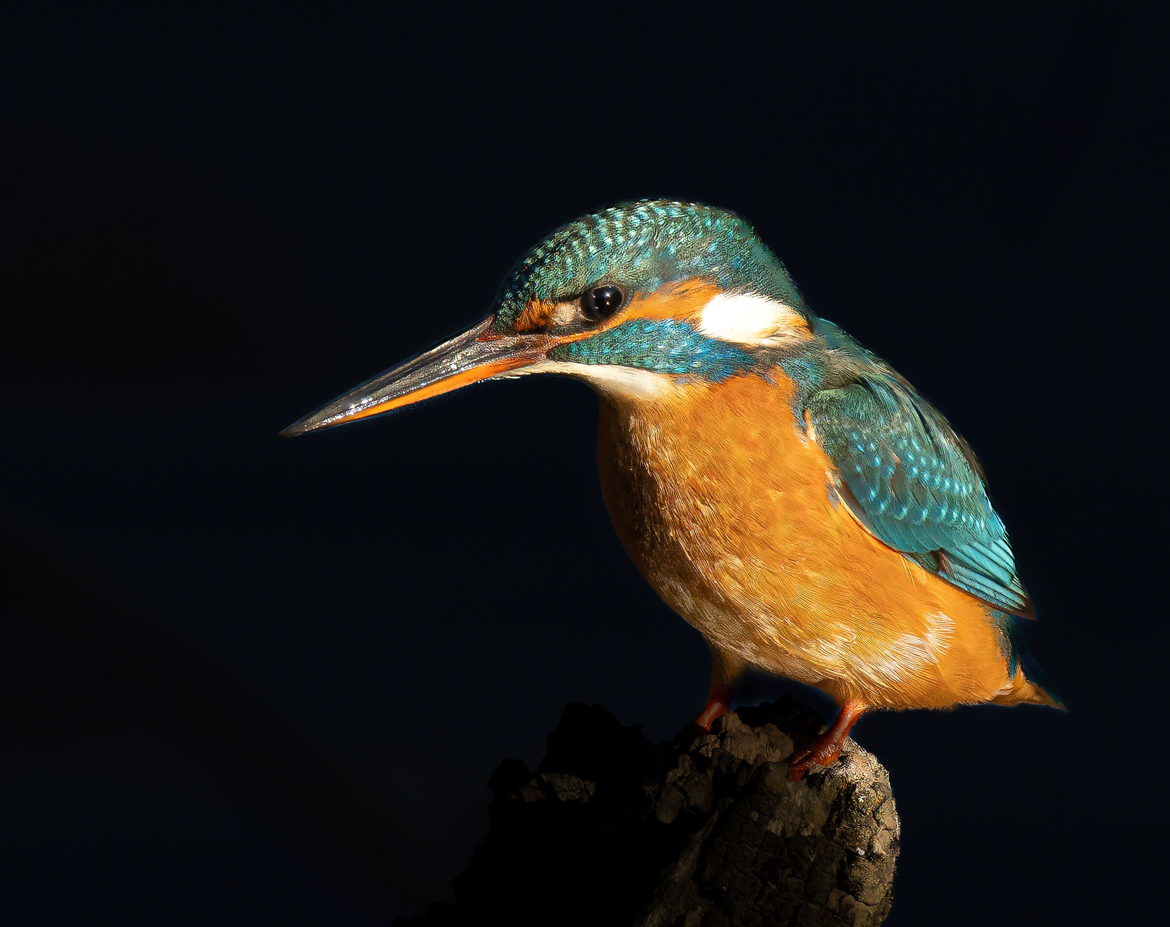 Kingfisher