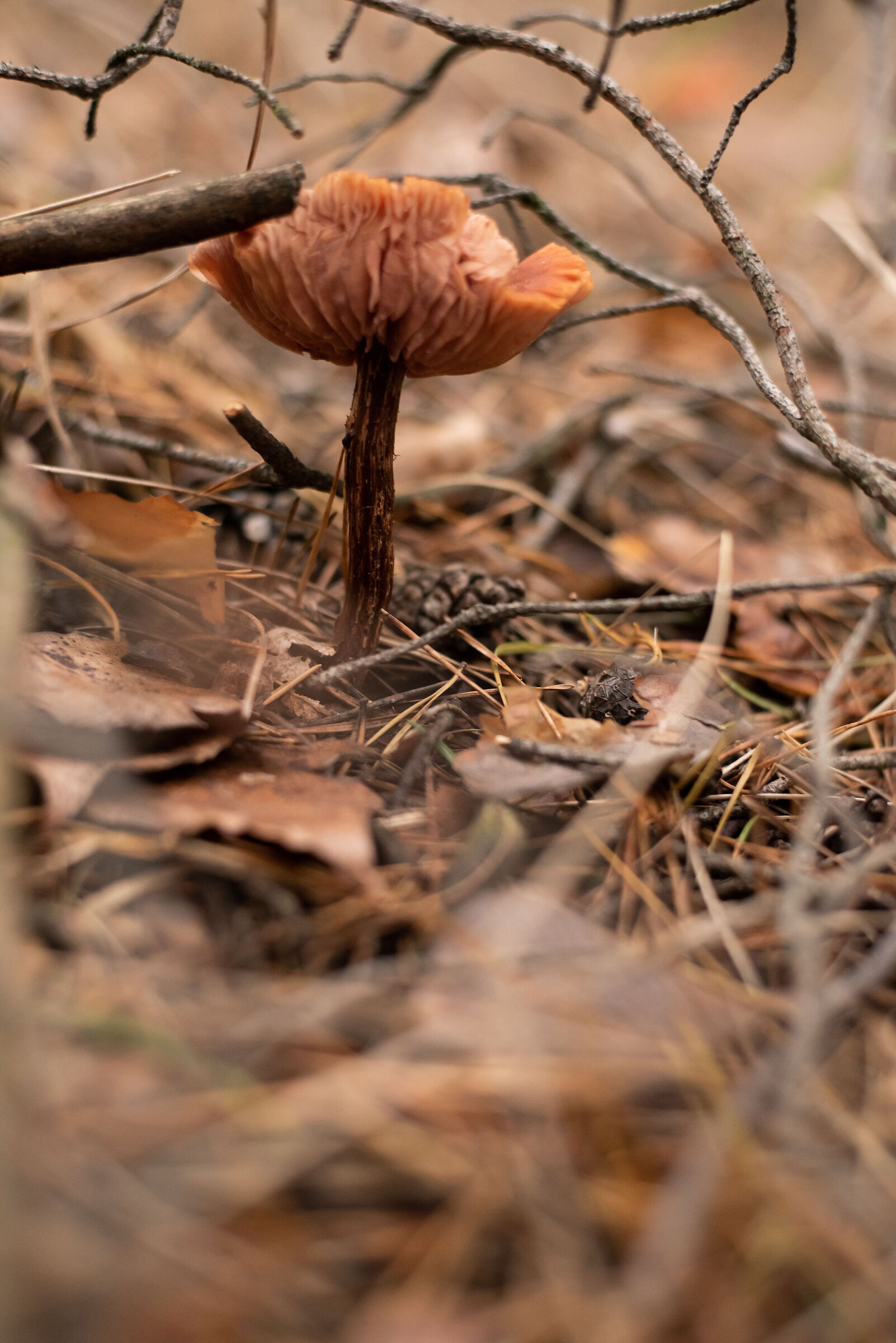 delizia della foresta