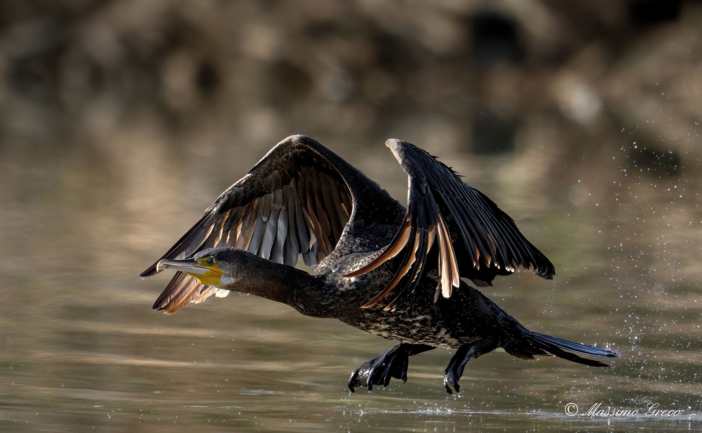 Cormorant taking off