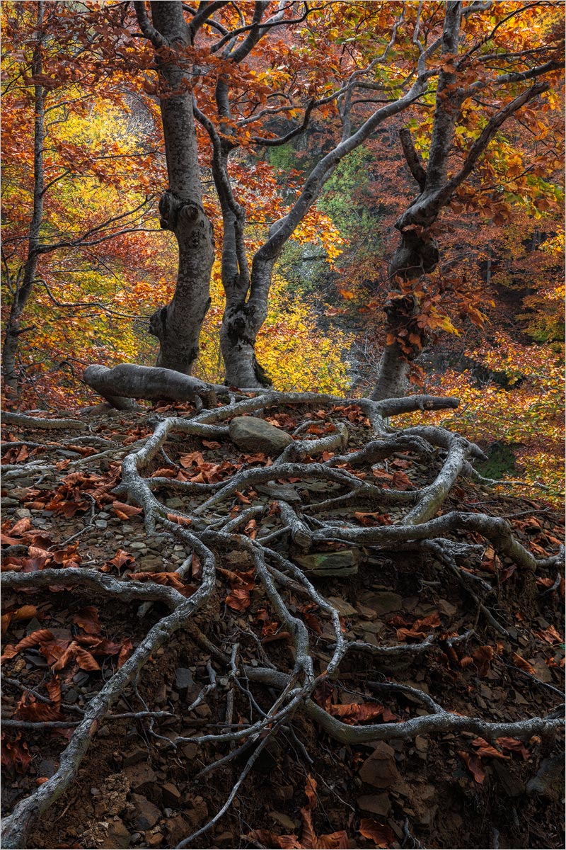Roots of the Autumn