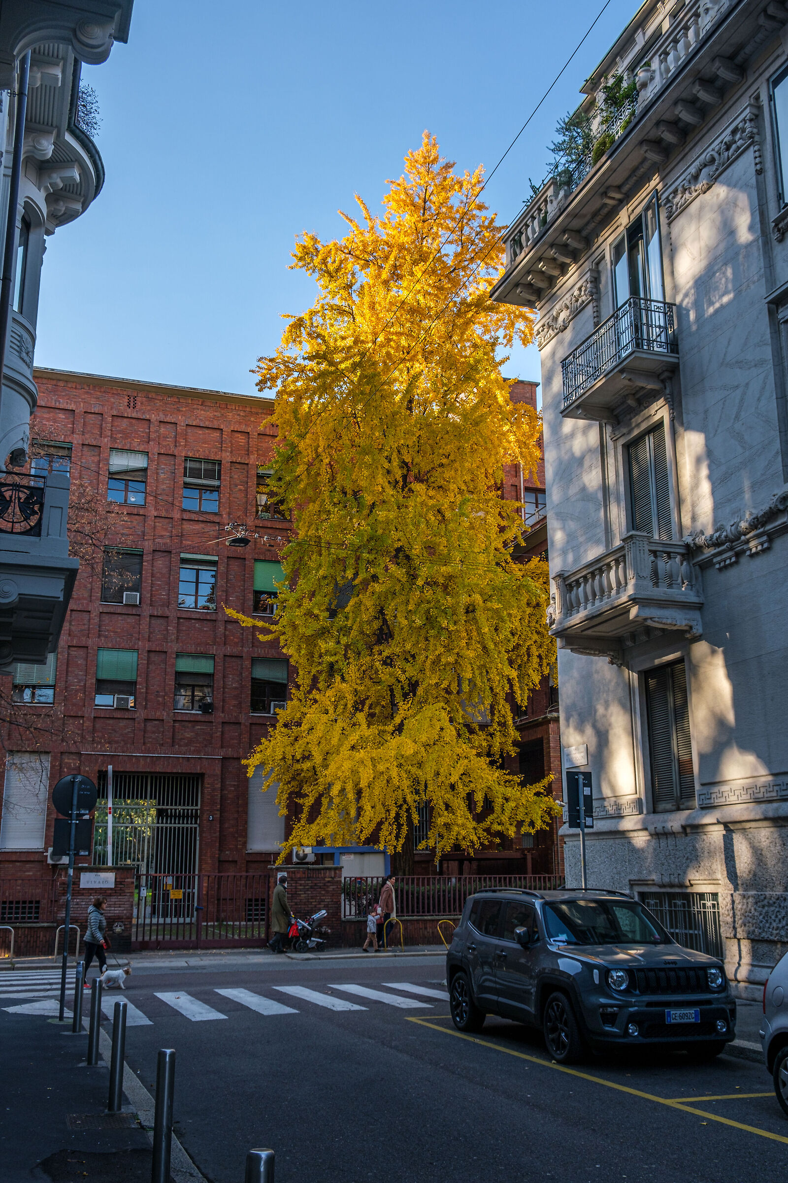 Foliage- Milano