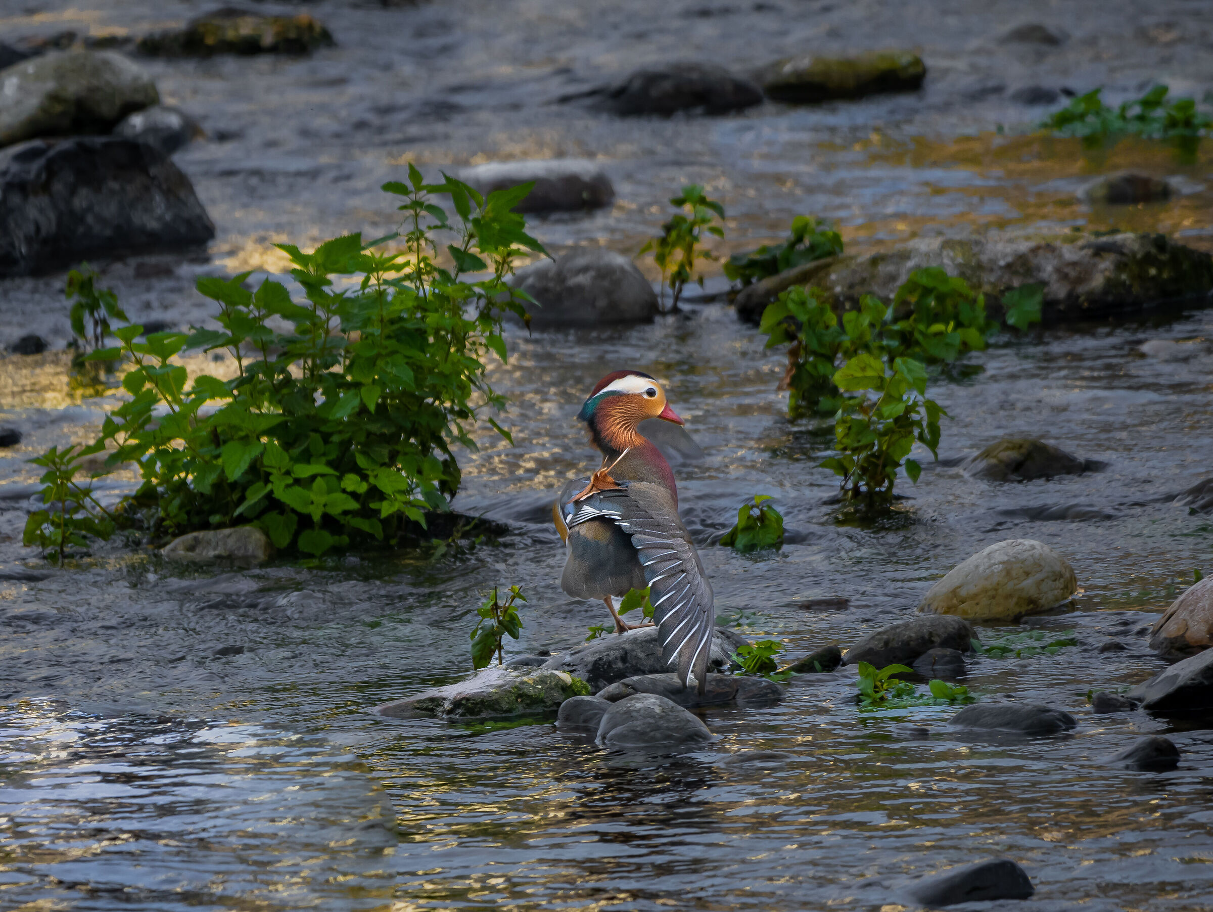 Mandarin in autumn light...
