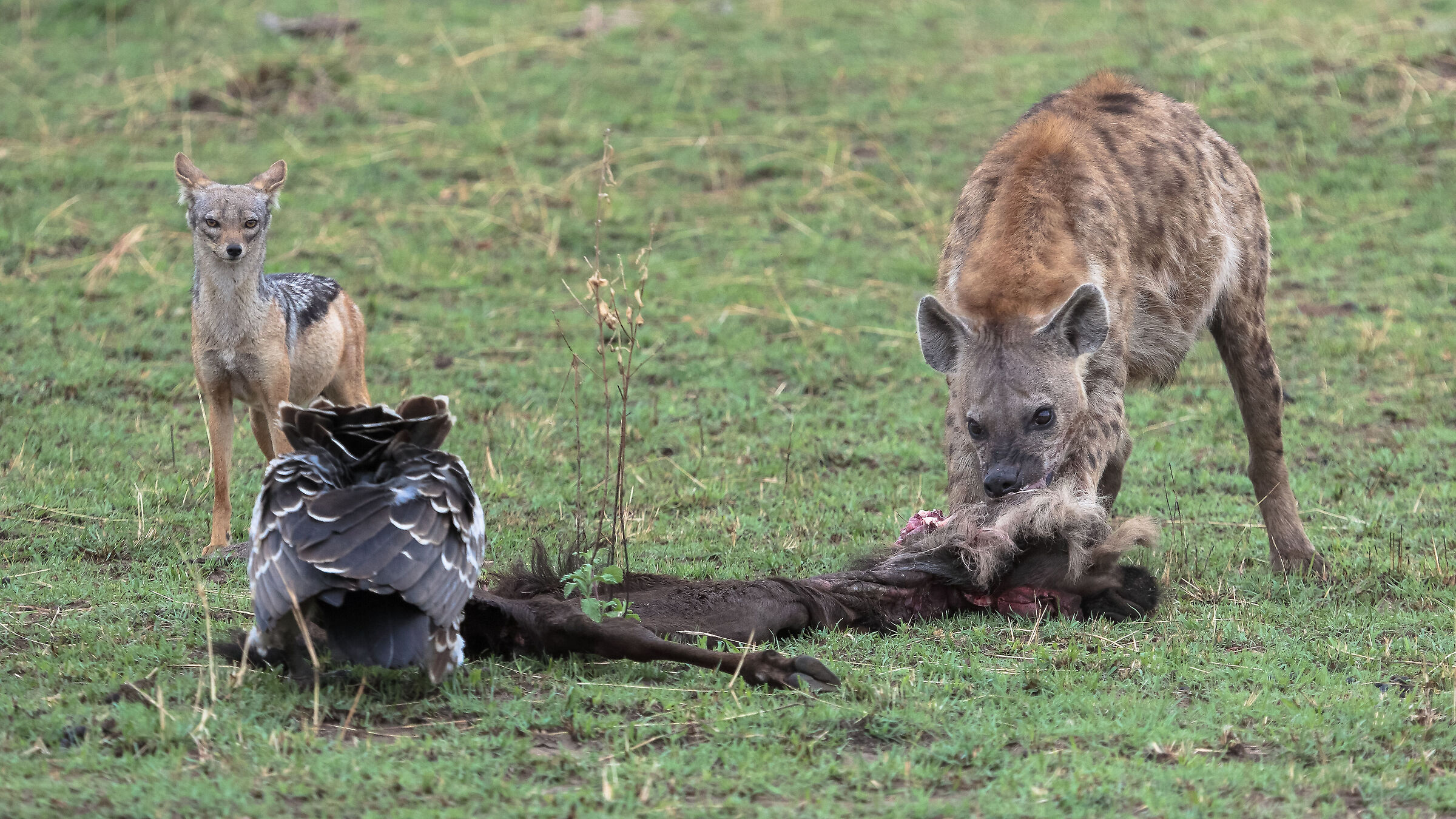 Presso Mara river al confine col Kenia
