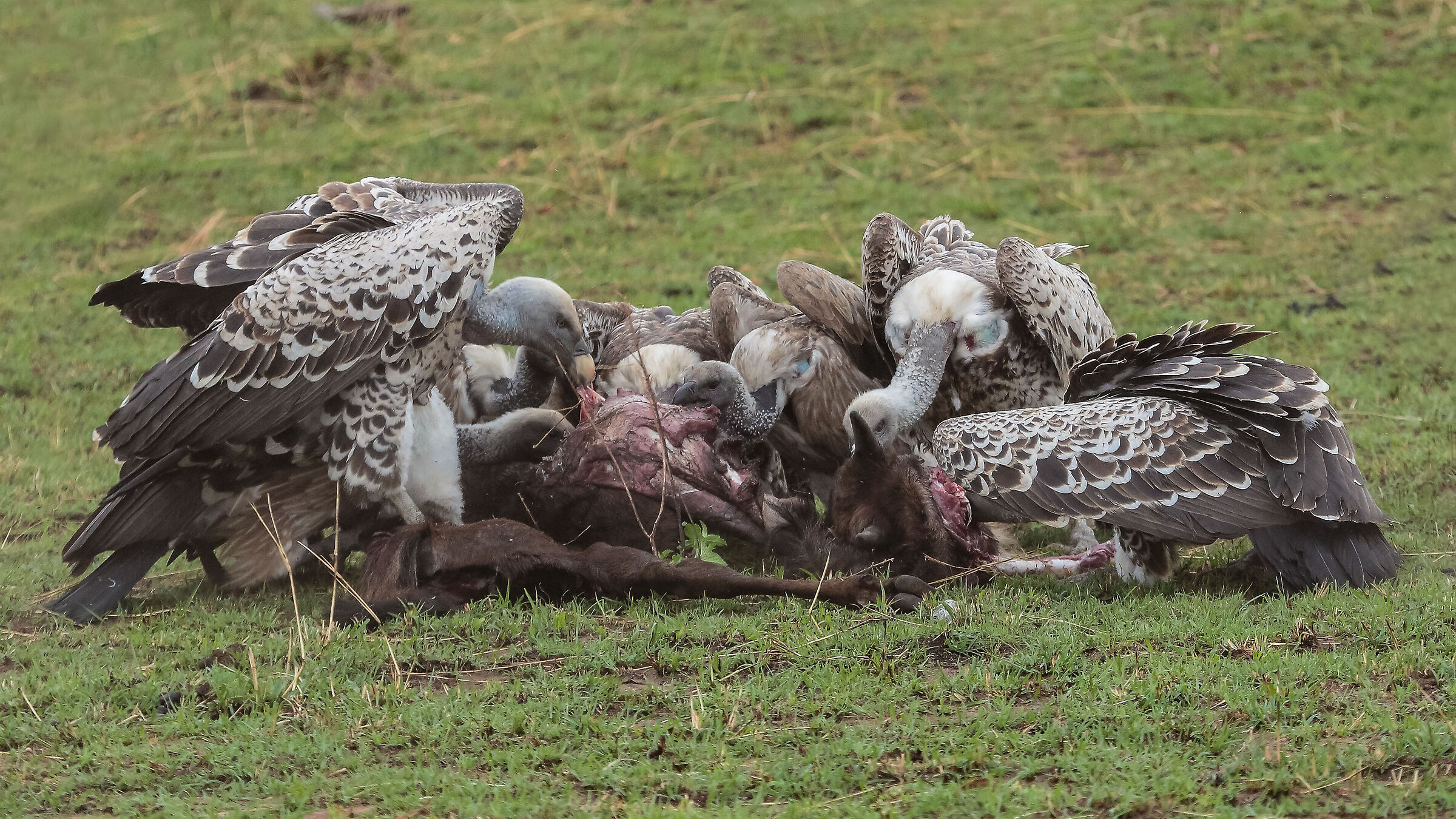 Presso Mara river confine col Kenia