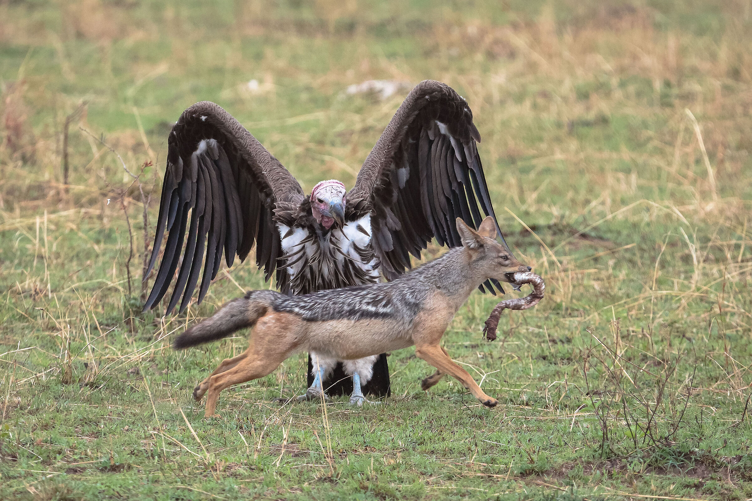 Presso Mara river confine col Kenia