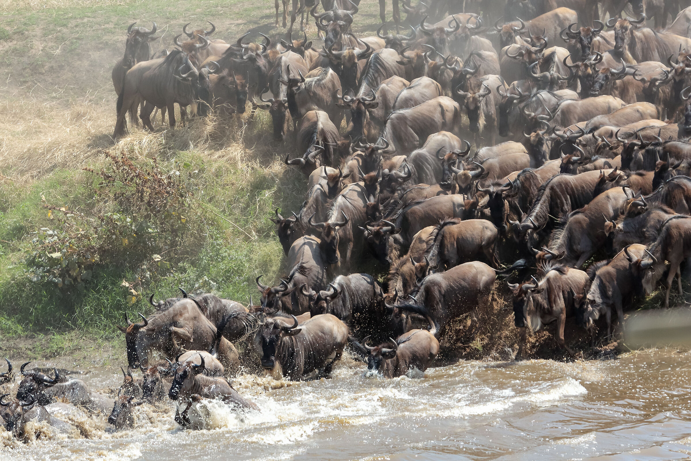 Attraversamento gnu Mara river
